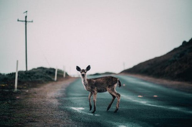 Here at Trilogy we are never ones to act like &quot;deer caught in the headlights&quot;. The world has been shifting so rapidly beneath our feet, but rest assured we haven't been idle. ⠀⠀⠀⠀⠀⠀⠀⠀⠀
.⠀⠀⠀⠀⠀⠀⠀⠀⠀
We are hard at work reimagining how our worl