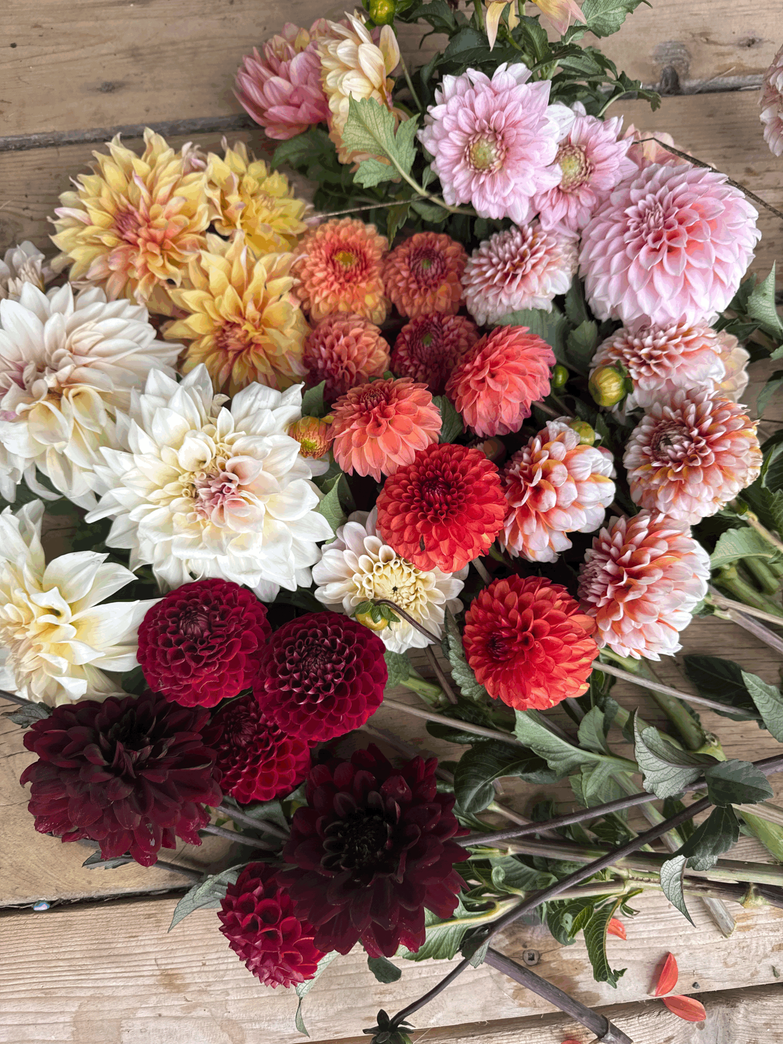 September Subscriptions