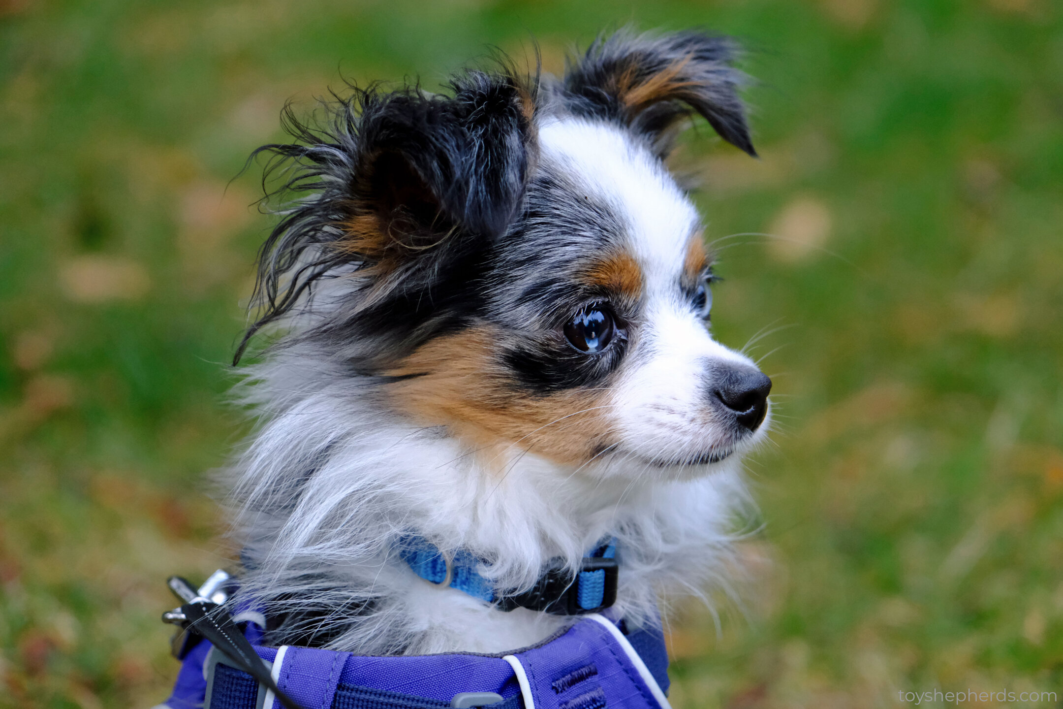 Puppy Prep: Collar Size for a Toy Aussie — Toy Australian