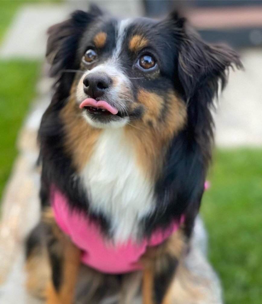 Can YOU make this shape with your tongue?
.
📷 featuring @dakotatoyaussie429
.
🐾 Follow/tag and #toyaussieshare on posts or stories of your Toy Aussie for a potential feature 🐾
.
.
&mdash;&mdash;&mdash;&mdash;&mdash;&mdash;&mdash;&mdash;&mdash;&mda