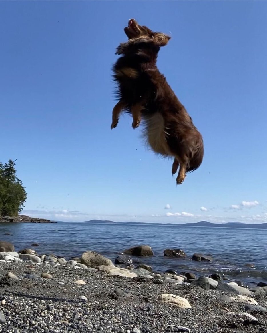 Jumping into the weekend!
.
📷 featuring @olive_thetinyaussie
.
🐾 Follow/tag and #toyaussieshare on posts or stories of your Toy Aussie for a potential feature 🐾
.
.
&mdash;&mdash;&mdash;&mdash;&mdash;&mdash;&mdash;&mdash;&mdash;&mdash;&mdash;&mdas