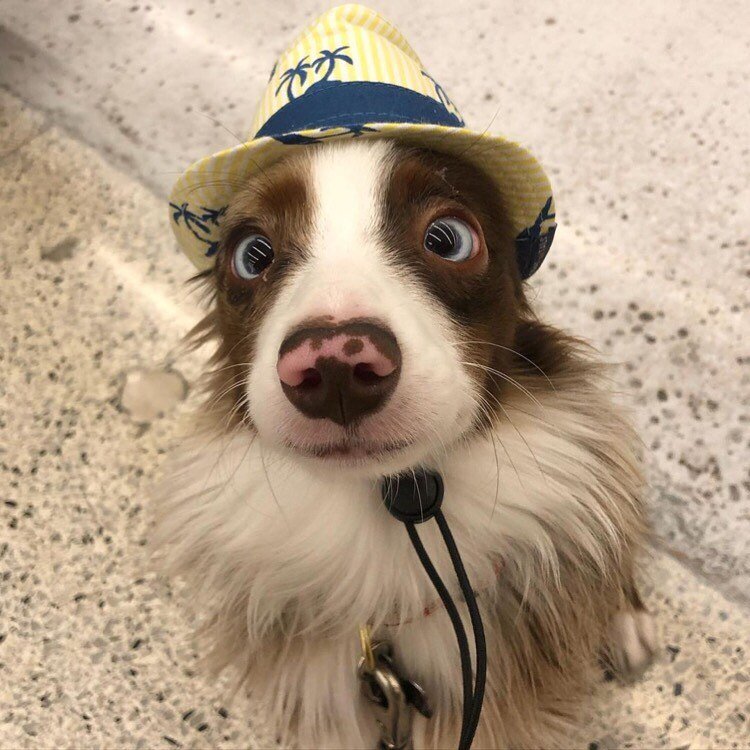 Yoshi knows how to dress for the heat! ☀️
.
📷 featuring @its_yoshi_the_aussie
.
🐾 Follow/tag and #toyaussieshare on posts or stories of your Toy Aussie for a potential feature 🐾
.
.
&mdash;&mdash;&mdash;&mdash;&mdash;&mdash;&mdash;&mdash;&mdash;&m