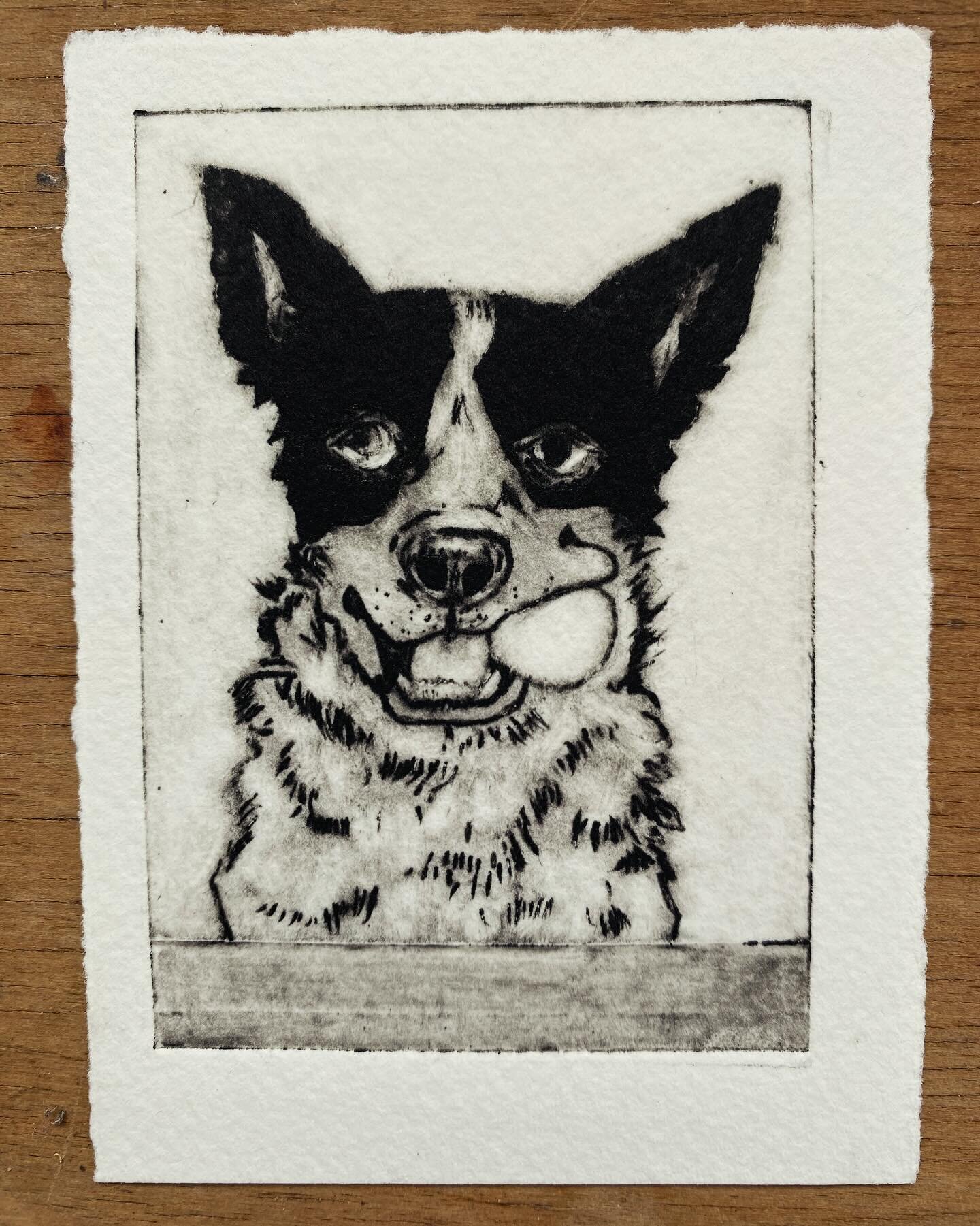 This as well. ❤️ 
Can&rsquo;t resist these little guys! This one is very cheeky. 
#tetrapaketching #tetrapackprintmaking #tetrapackprint #intaglioprintmaking #akuainks #akuaintaglio #australiancattledog #handmadewithlove