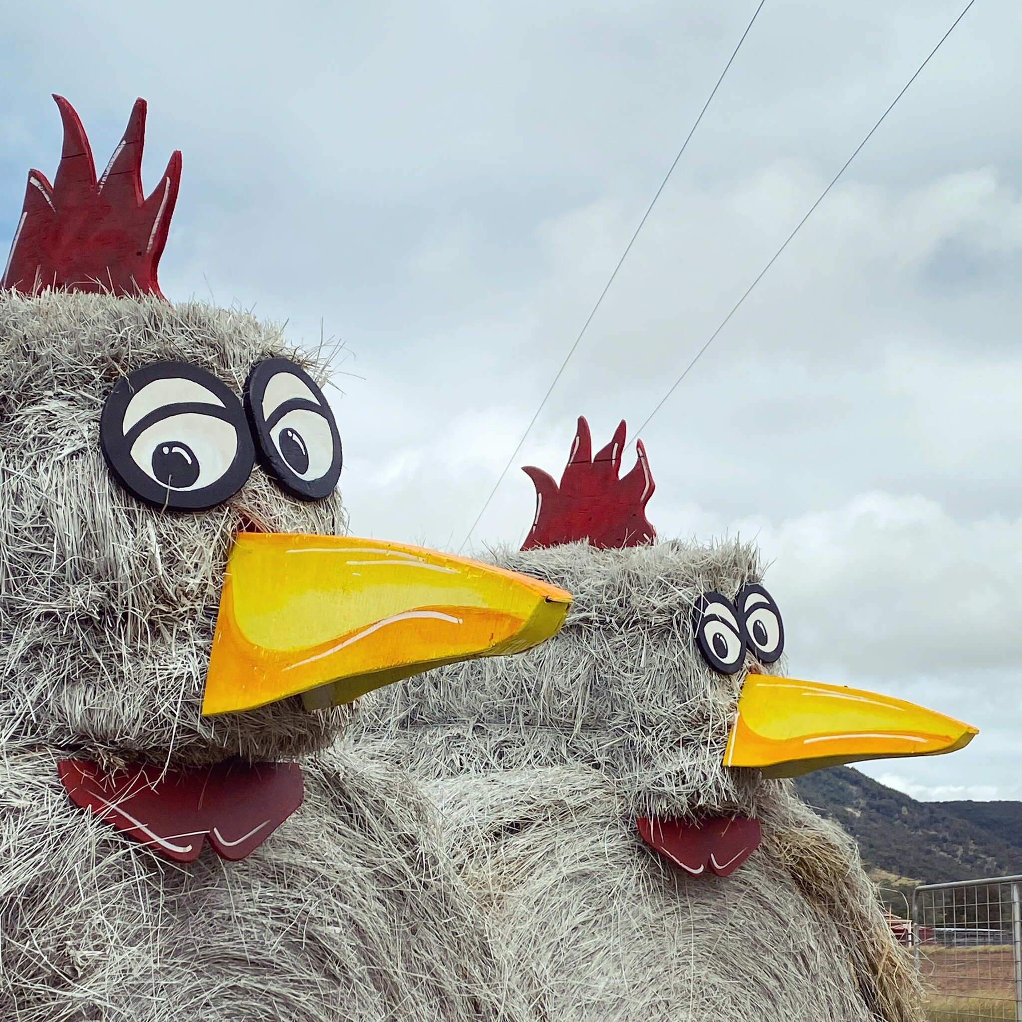 Come and chick out Peakvue! You&rsquo;ll find something to beak your interest. The chickens are again finding themselves in peck-uliar circumstances. We&rsquo;ve been working around the cluck to get these finished for the @tenterfieldautumnfestival h