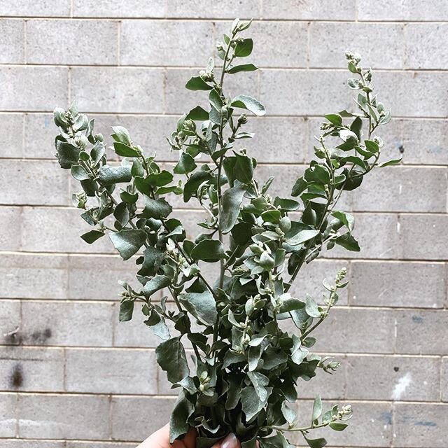 saltbush. 
one of the key botanicals in our Riverland Dry gin &amp; native to the Riverland!

a little salty, savoury and adds that earthy flavour to our gin!
.
.
.
#needleandpinspirits #needleandpin #gin #riverlandgin #riverlanddry #southaustralia #