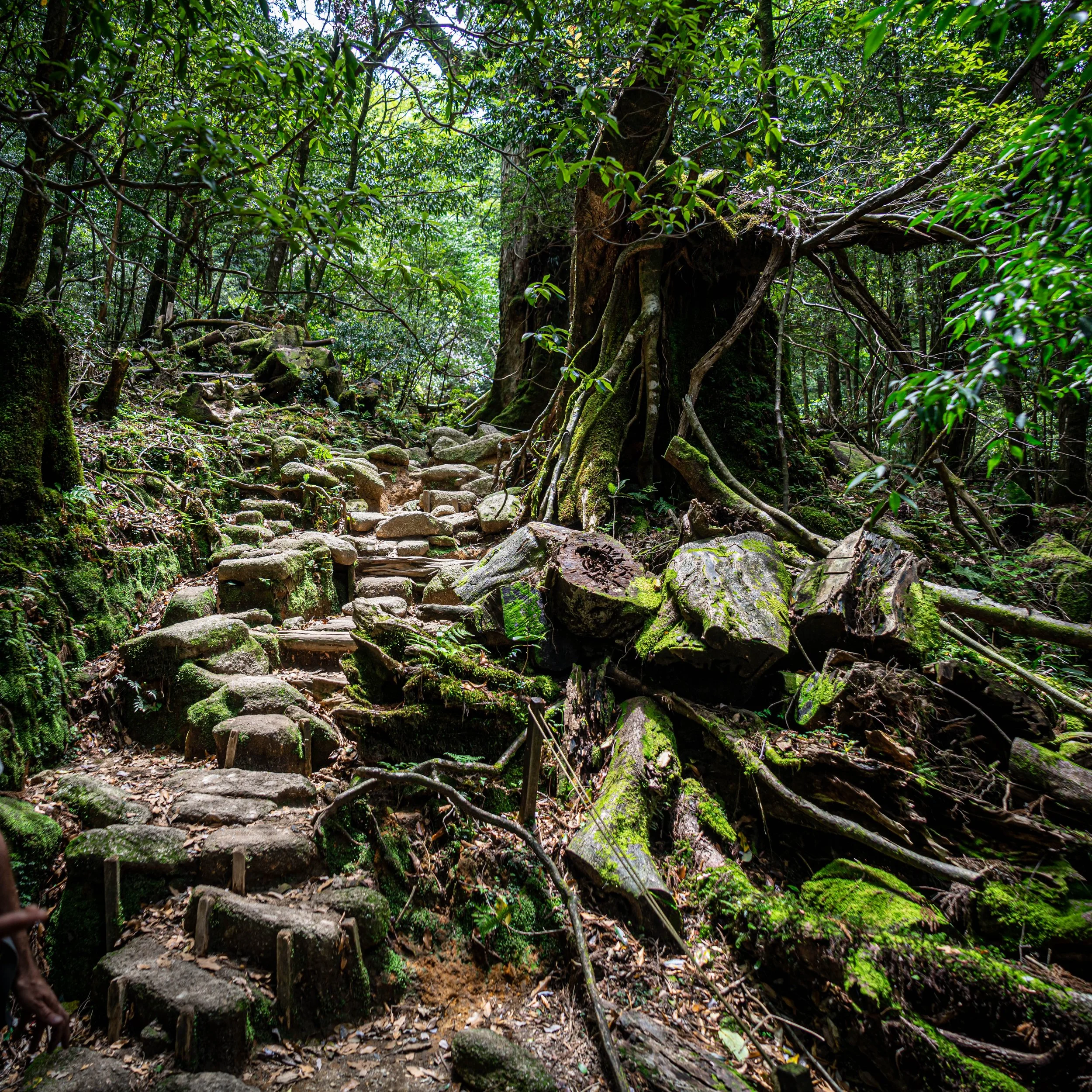 2022-05-03 Yakushima (138 of 217).jpg