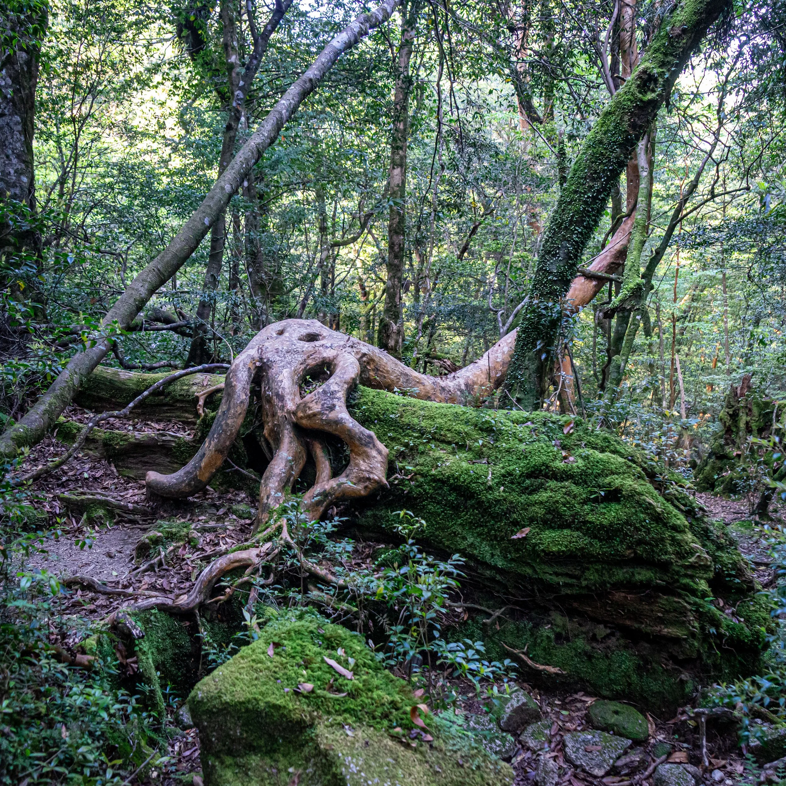2022-05-03 Yakushima (16 of 217).jpg