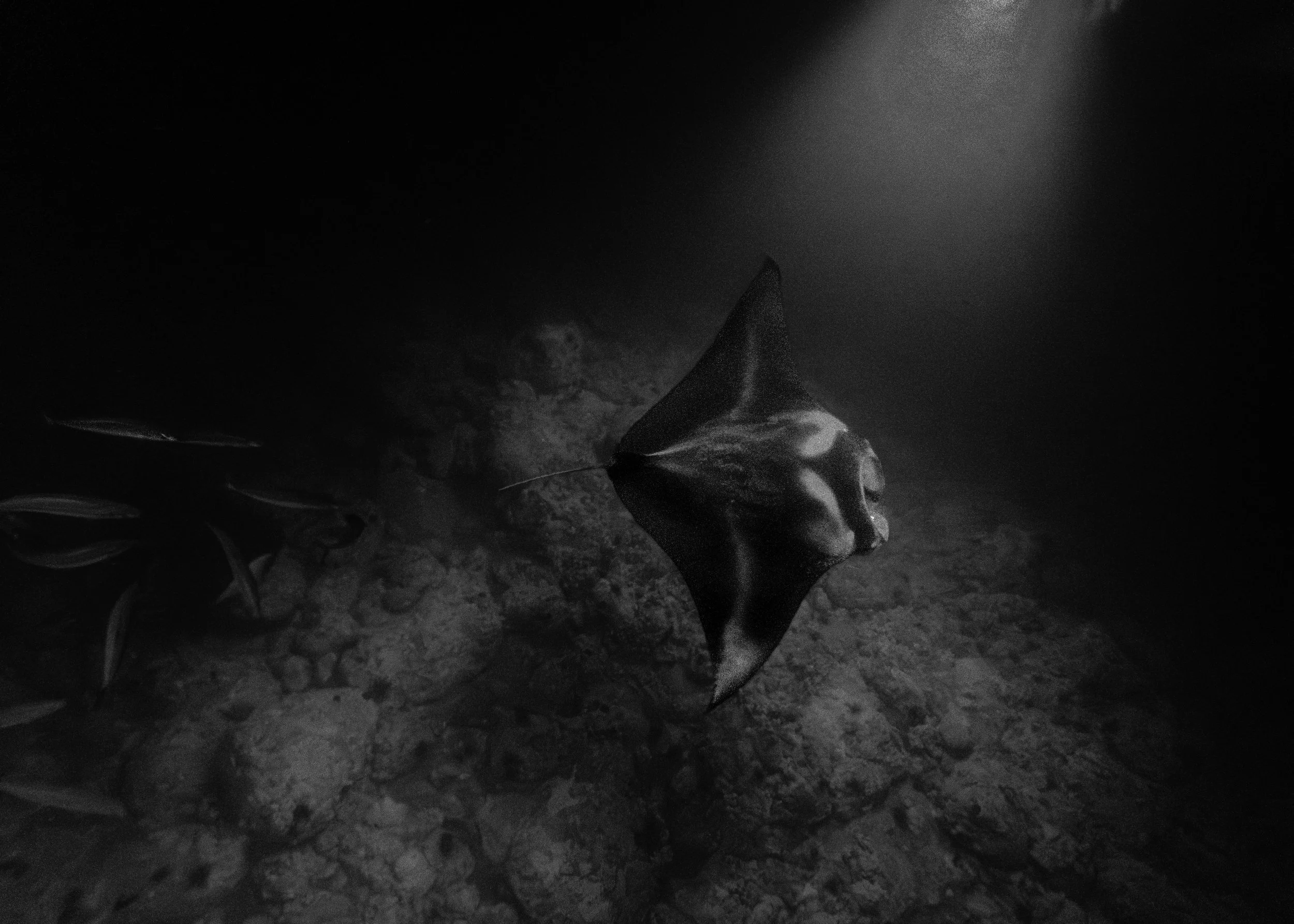 Spotlight Manta.jpg