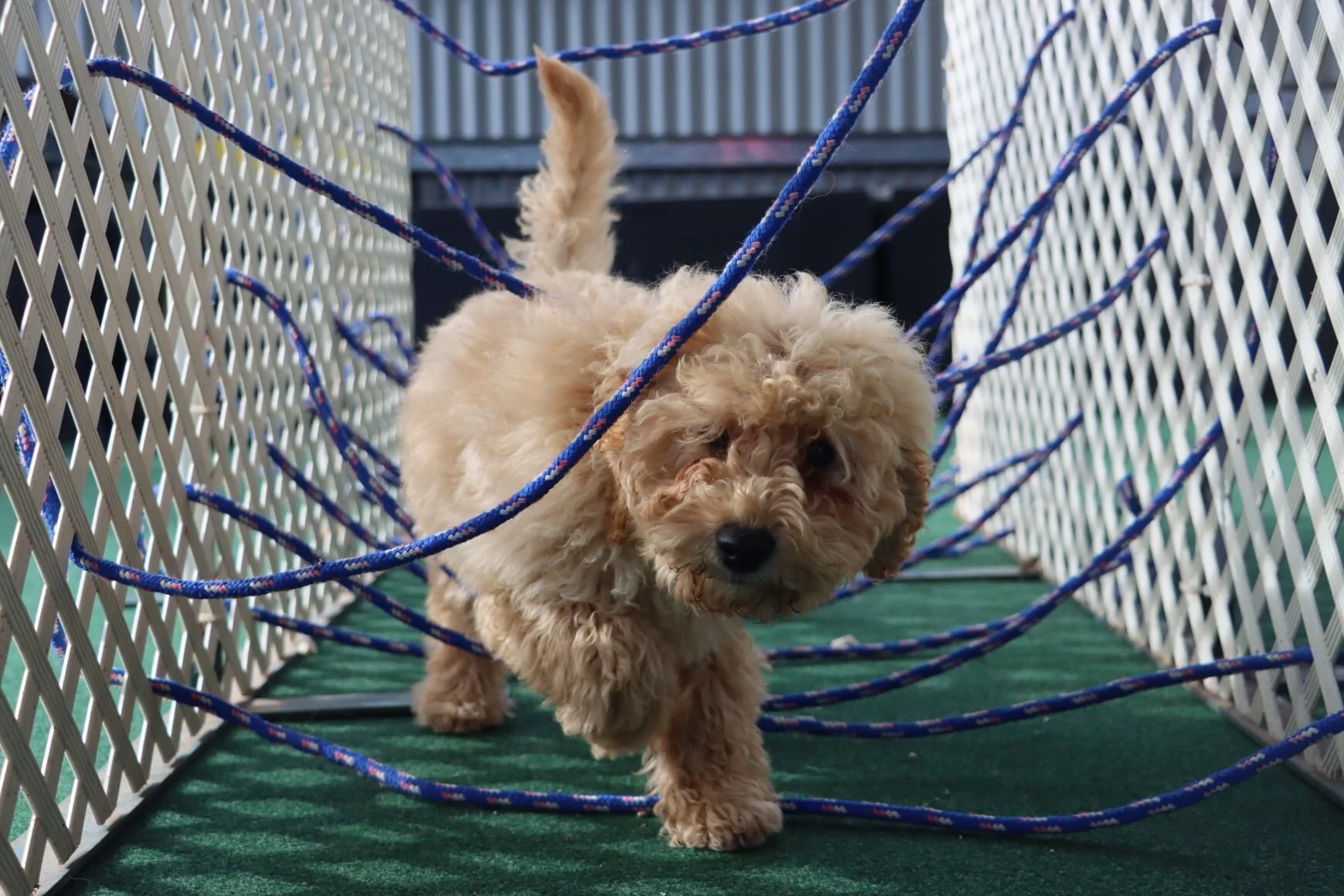Puppy Preschool (10-16 weeks old)