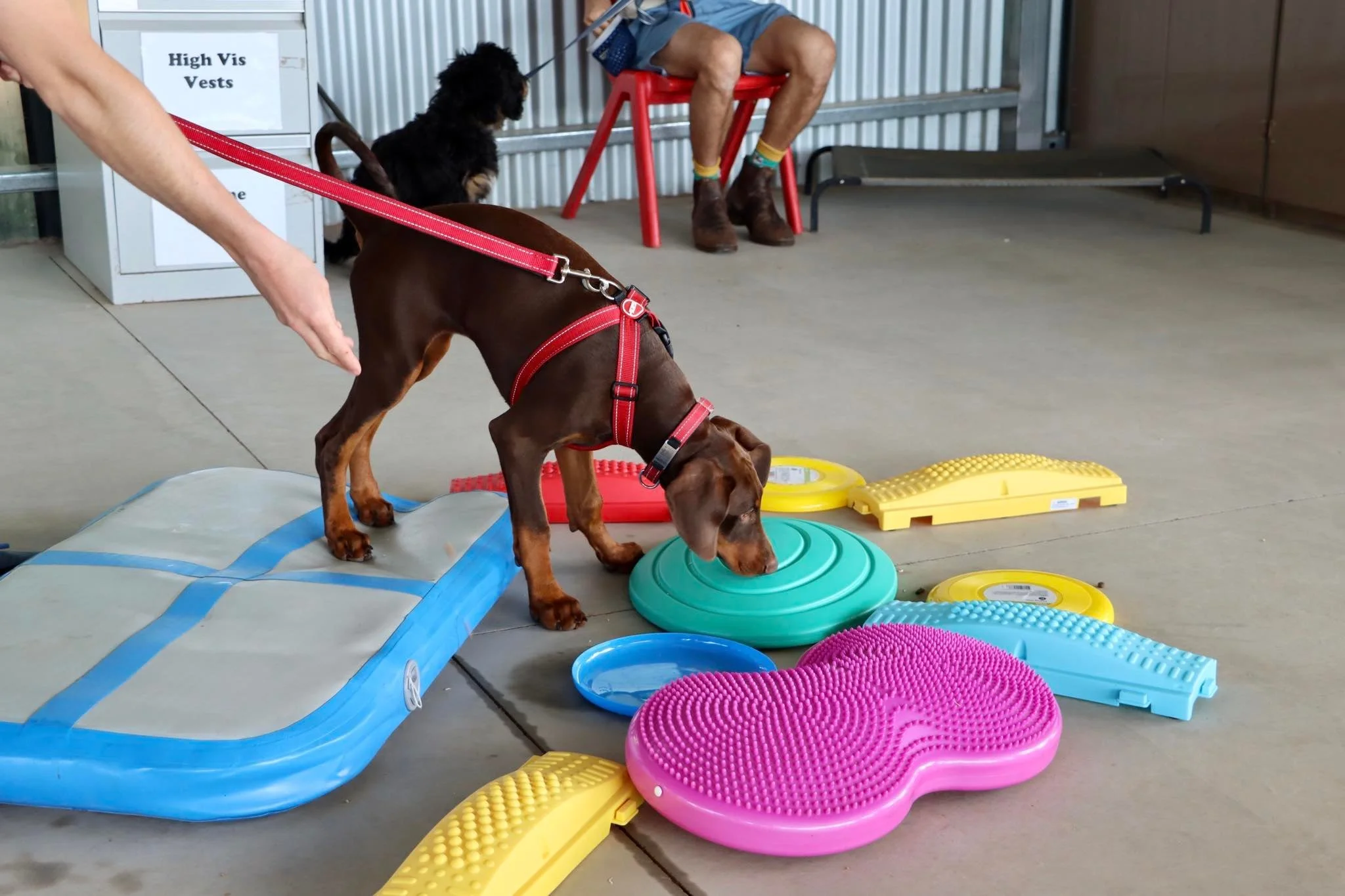Puppy Preschool Dubbo
