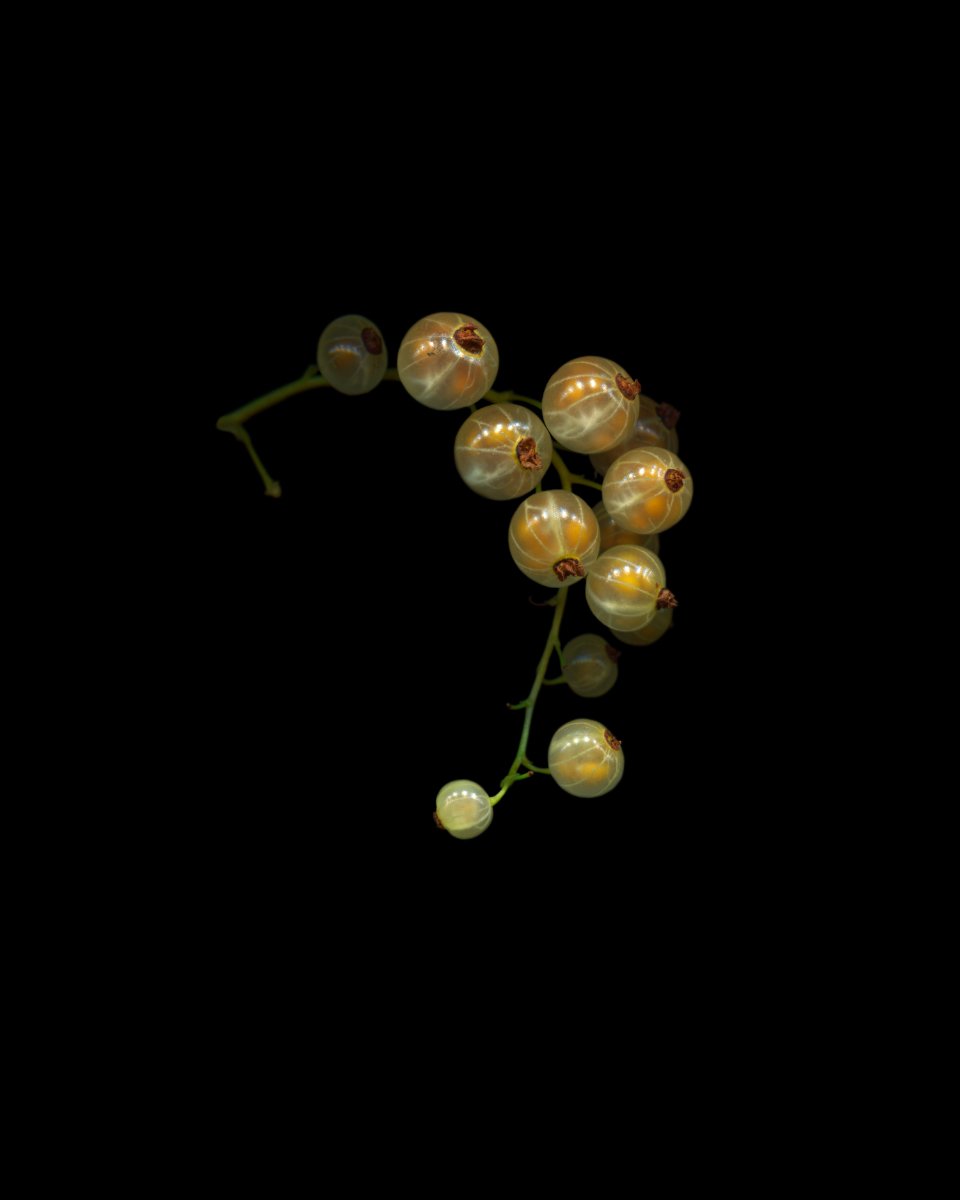 whitecurrants5 for website.jpg