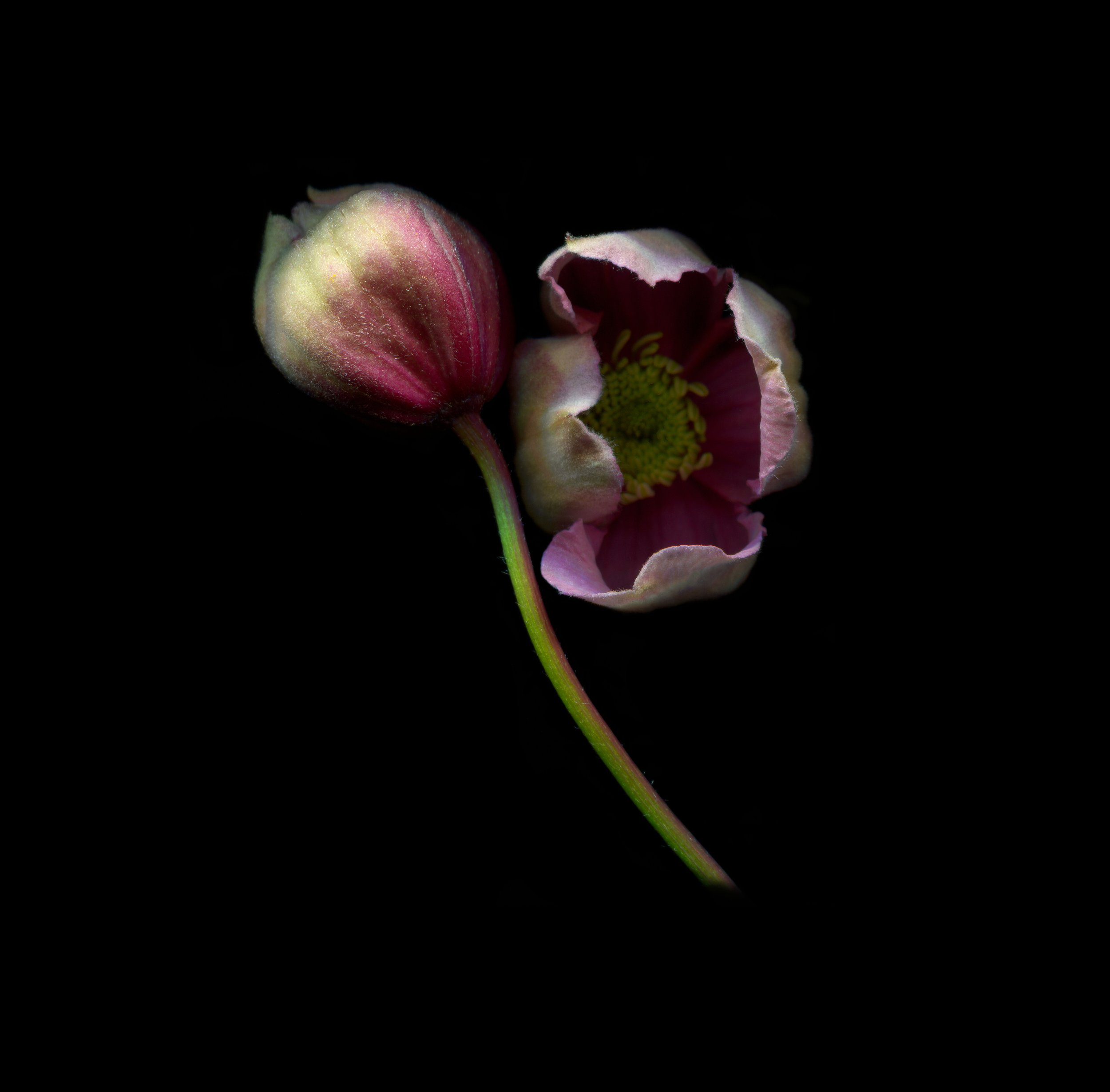 clematis close for website.jpg
