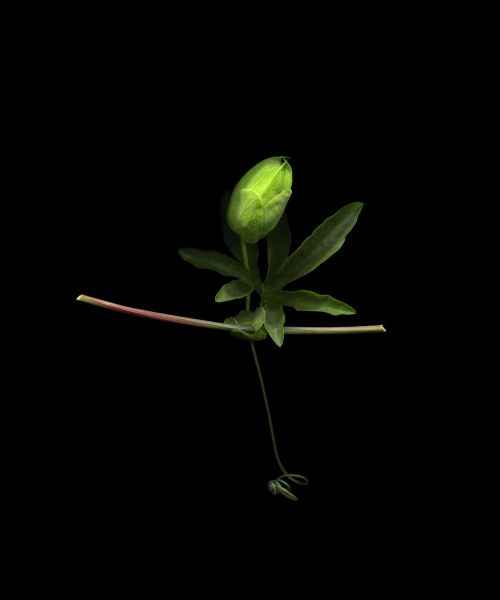 Passionflower in bud for website.jpg