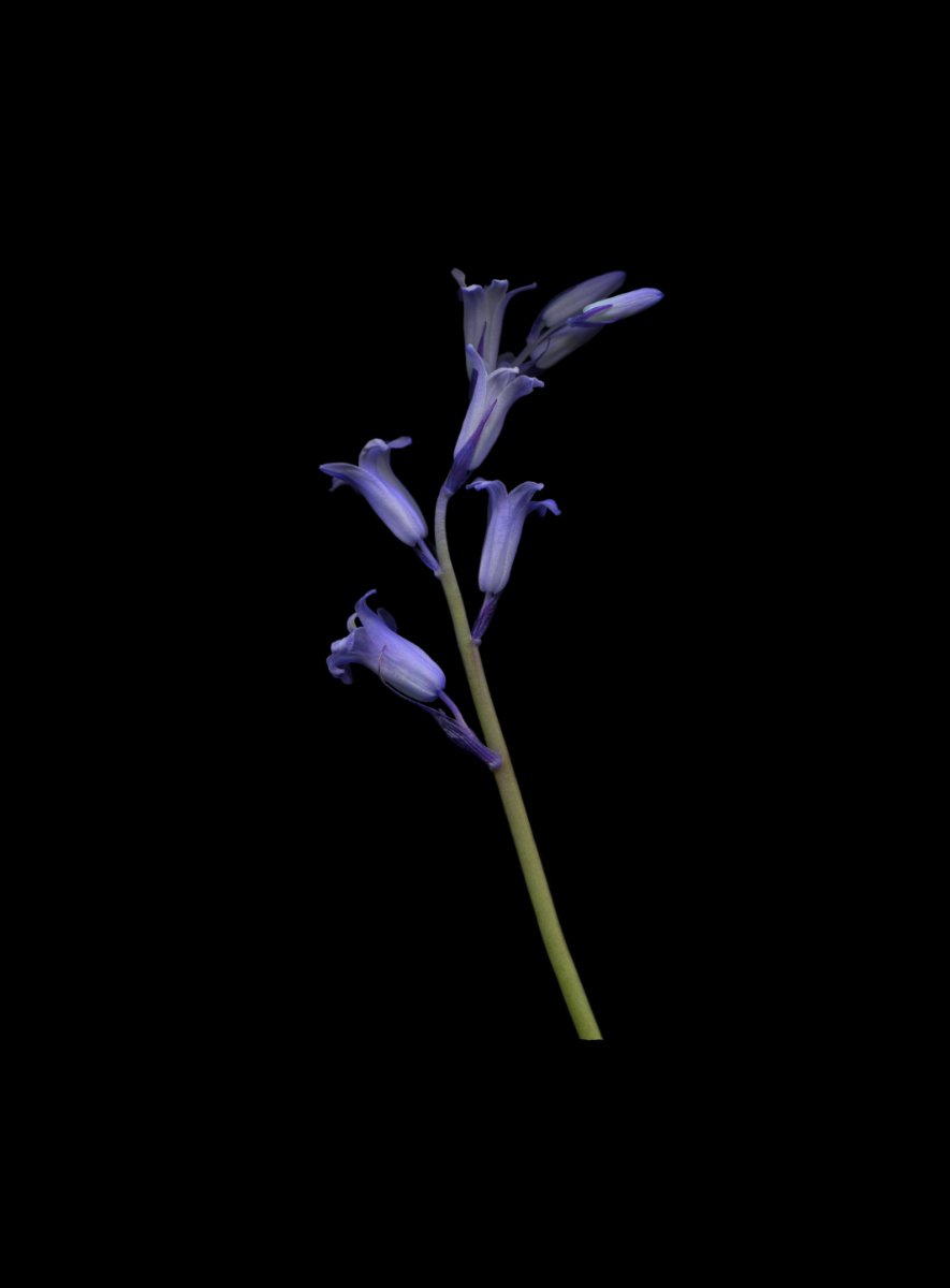delicate bluebell for website.jpg