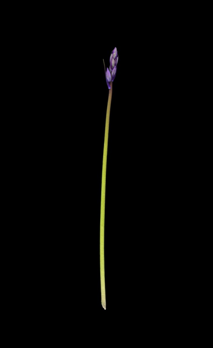 bluebell bud for website.jpg