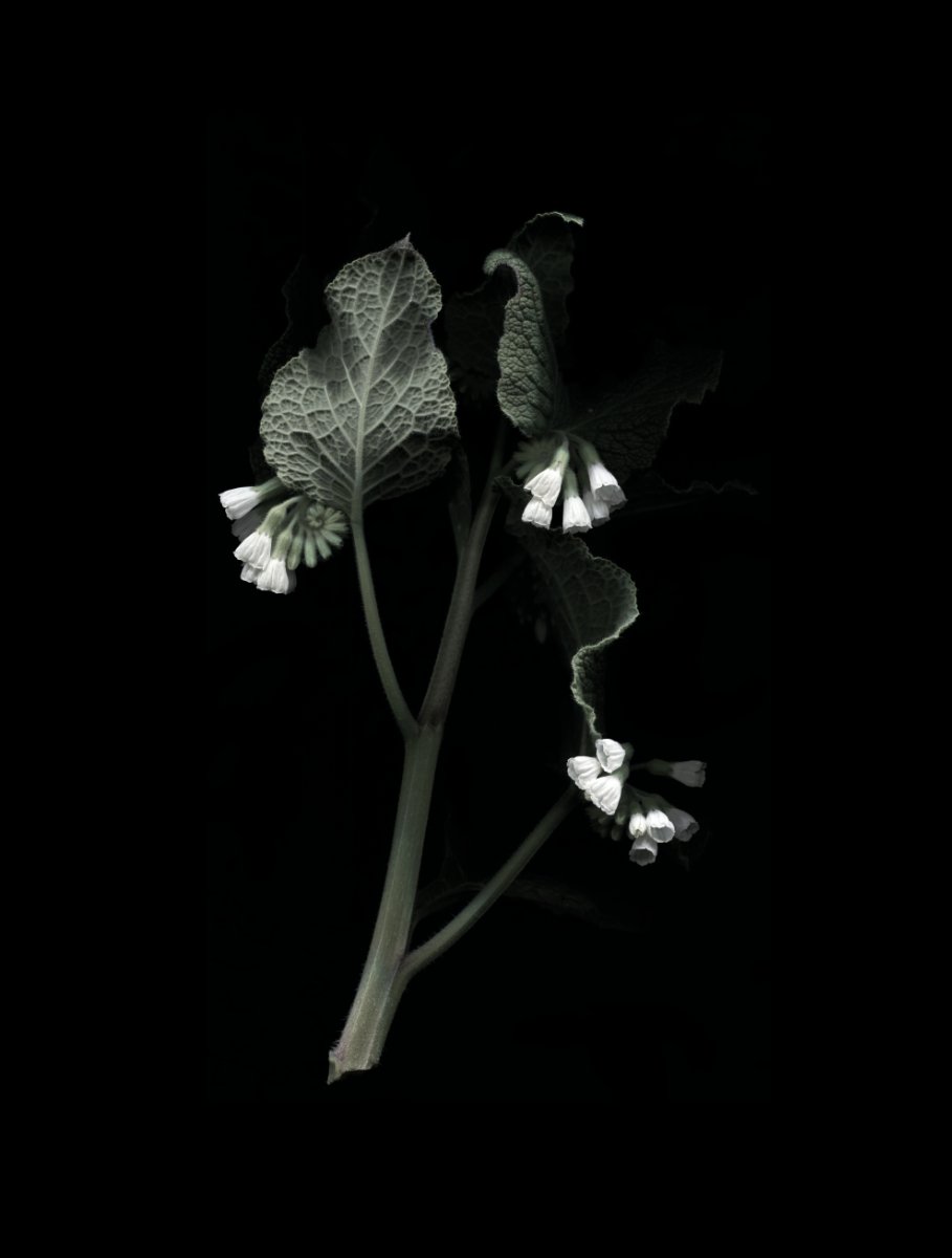 Comfrey BNW for website.jpg