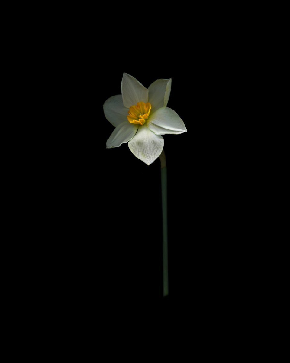 narcissus 30.3.24 for web.jpg