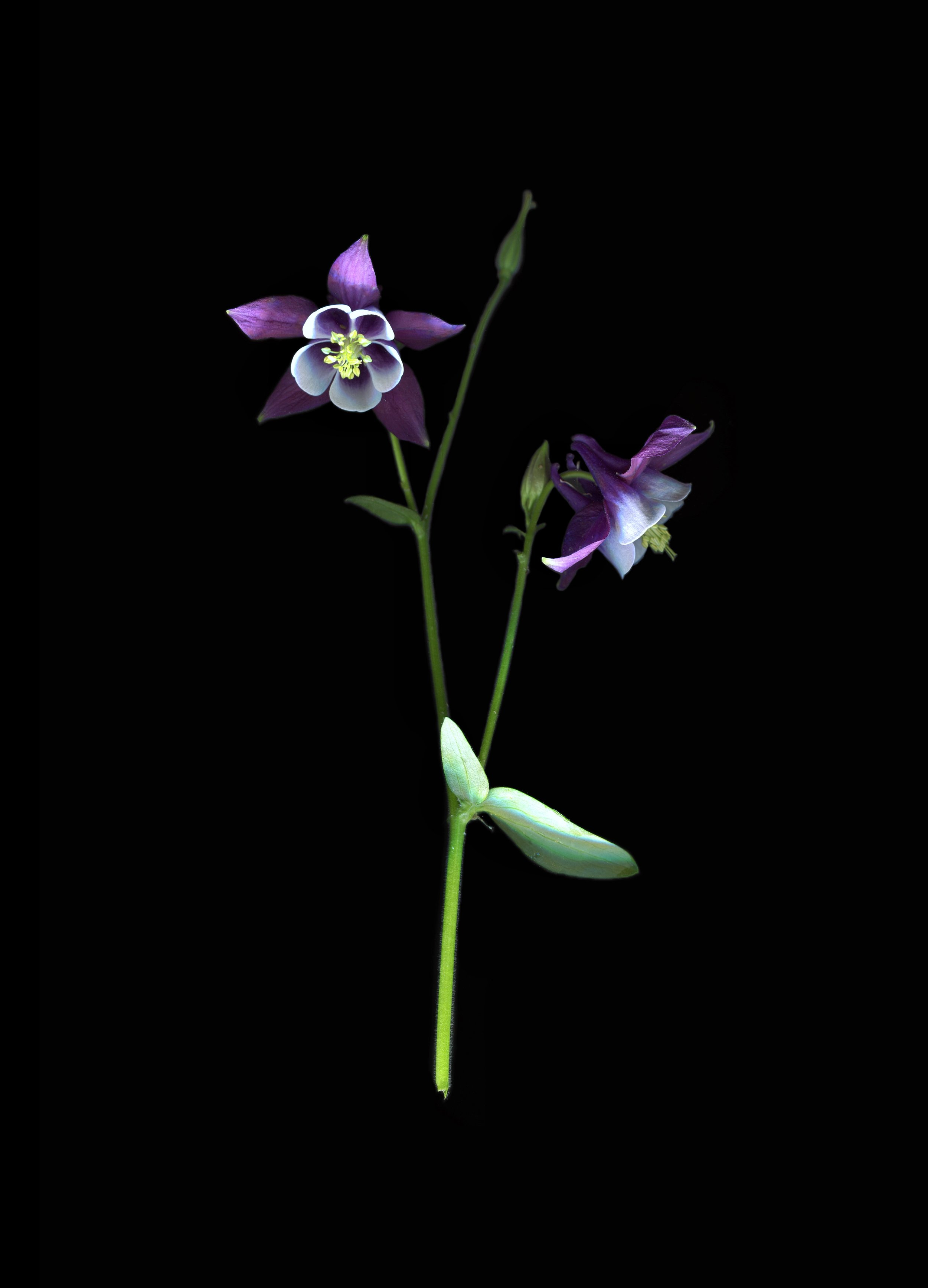 purple:white aquilegia2.jpg