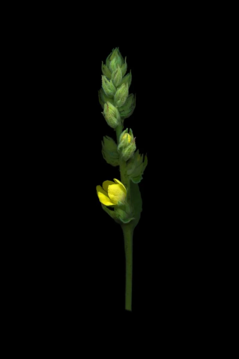 Mullein