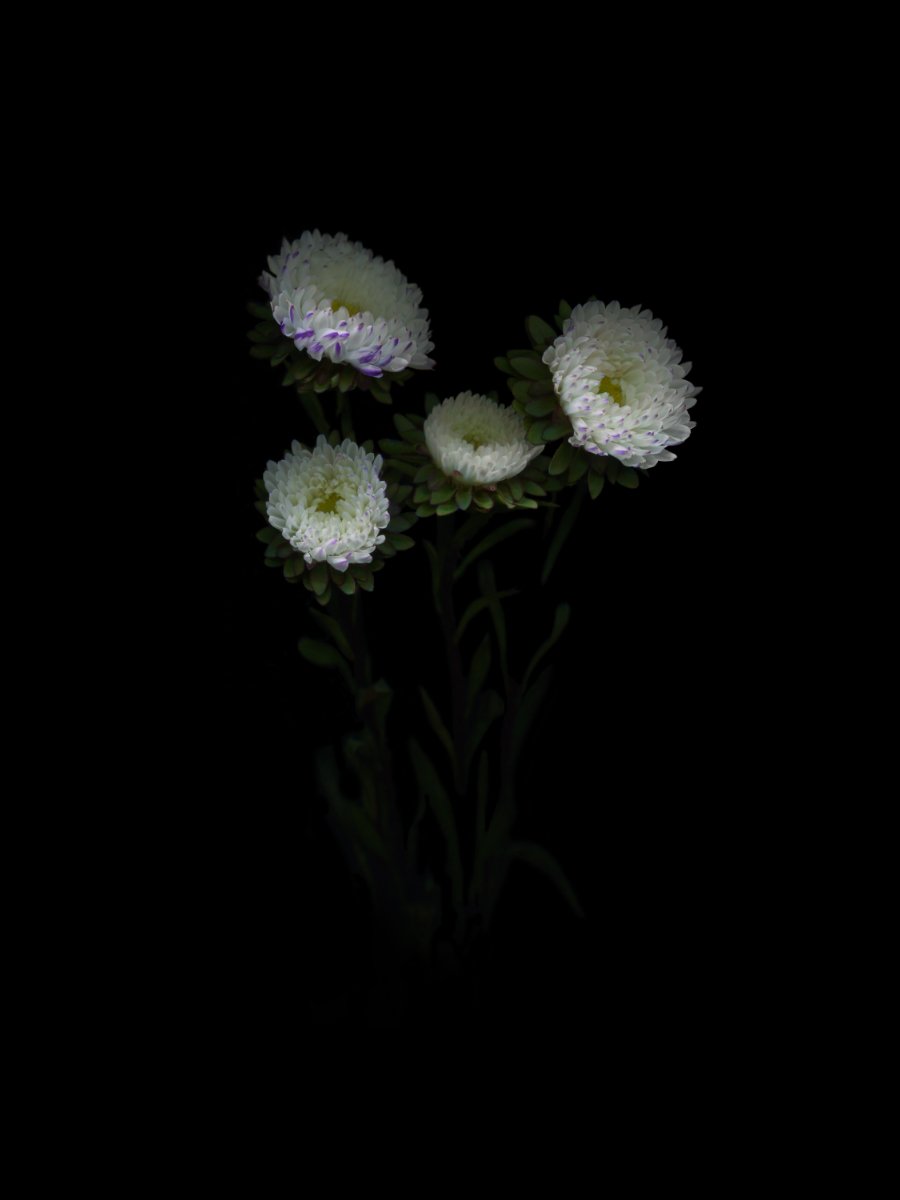 chrysanth four 2024.9.13 for web.jpg
