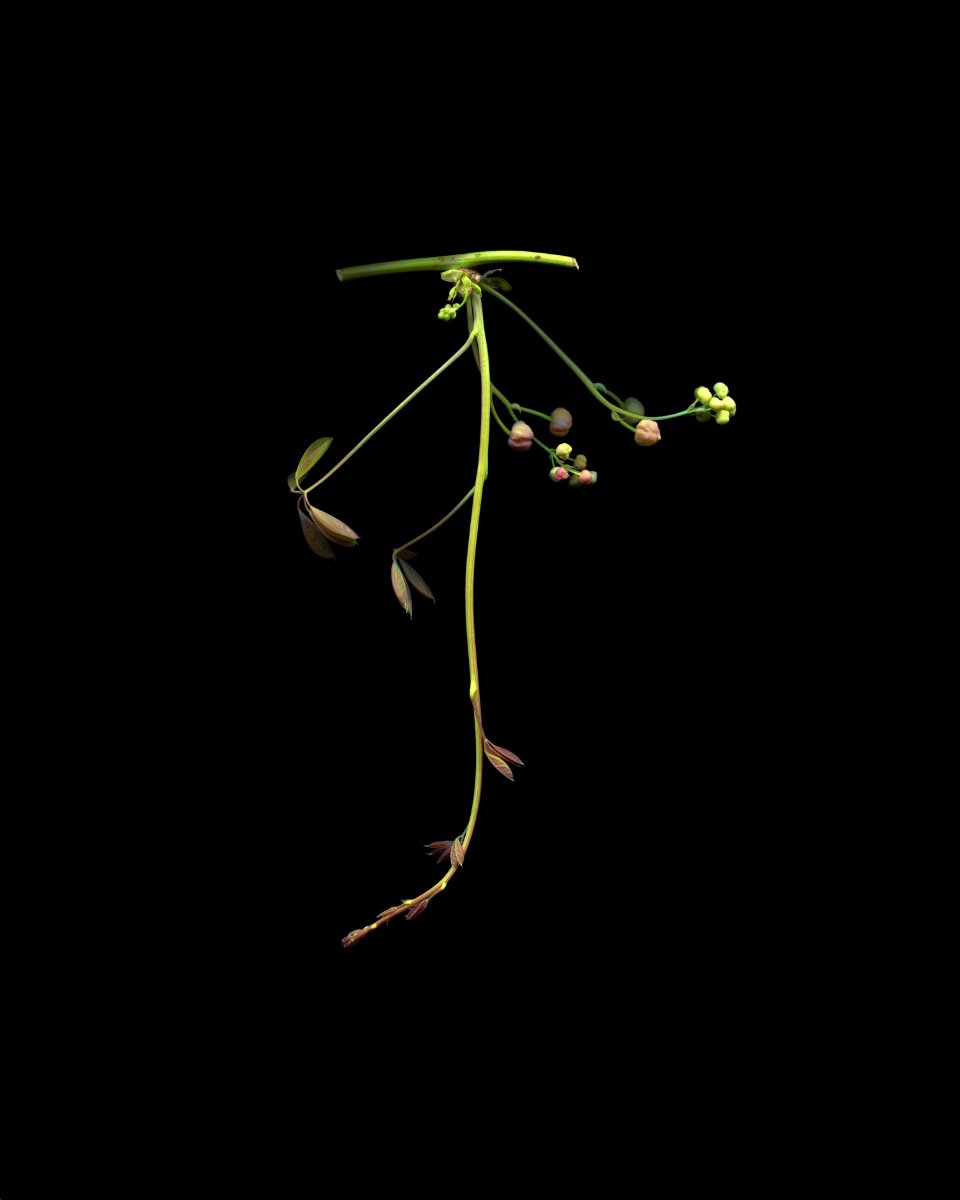 akebia growing tip for web.jpg