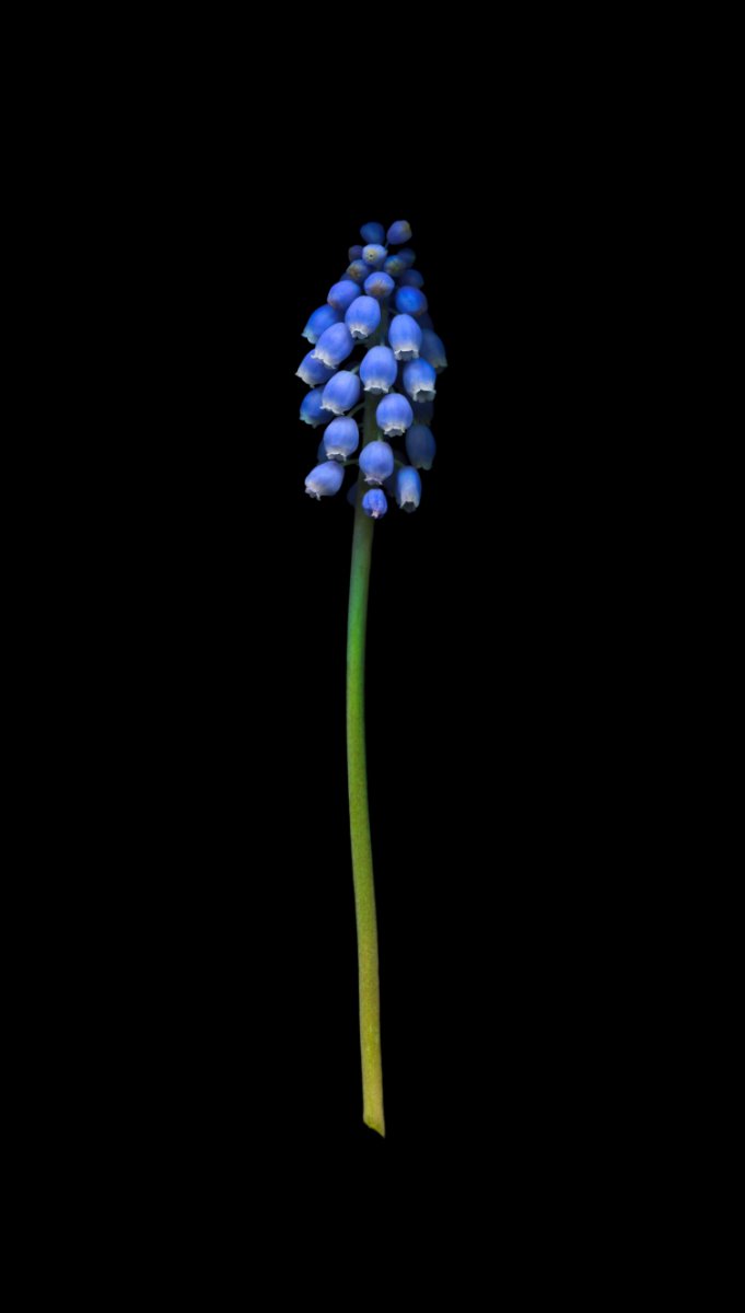Grape hyacinth for website.jpg