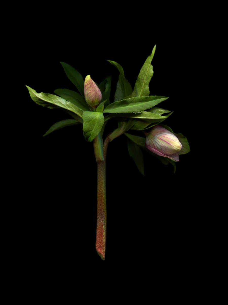 hellebores 2025.2.11 for web.jpg