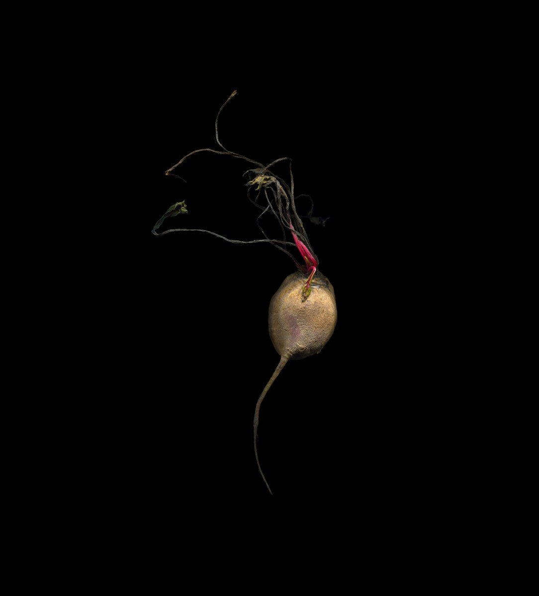 Beetroot re-edit for website.jpg