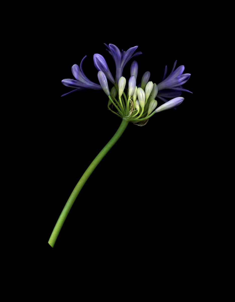 Agapanthus opening2 for website.jpg