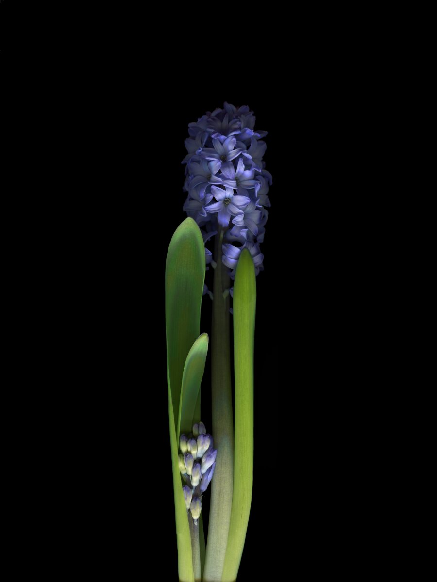 peeking out hyacinth for web.jpg