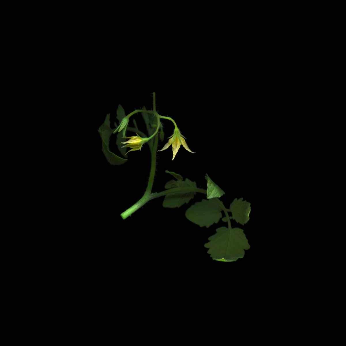 tomato flowers (honeycomb) for website.jpg