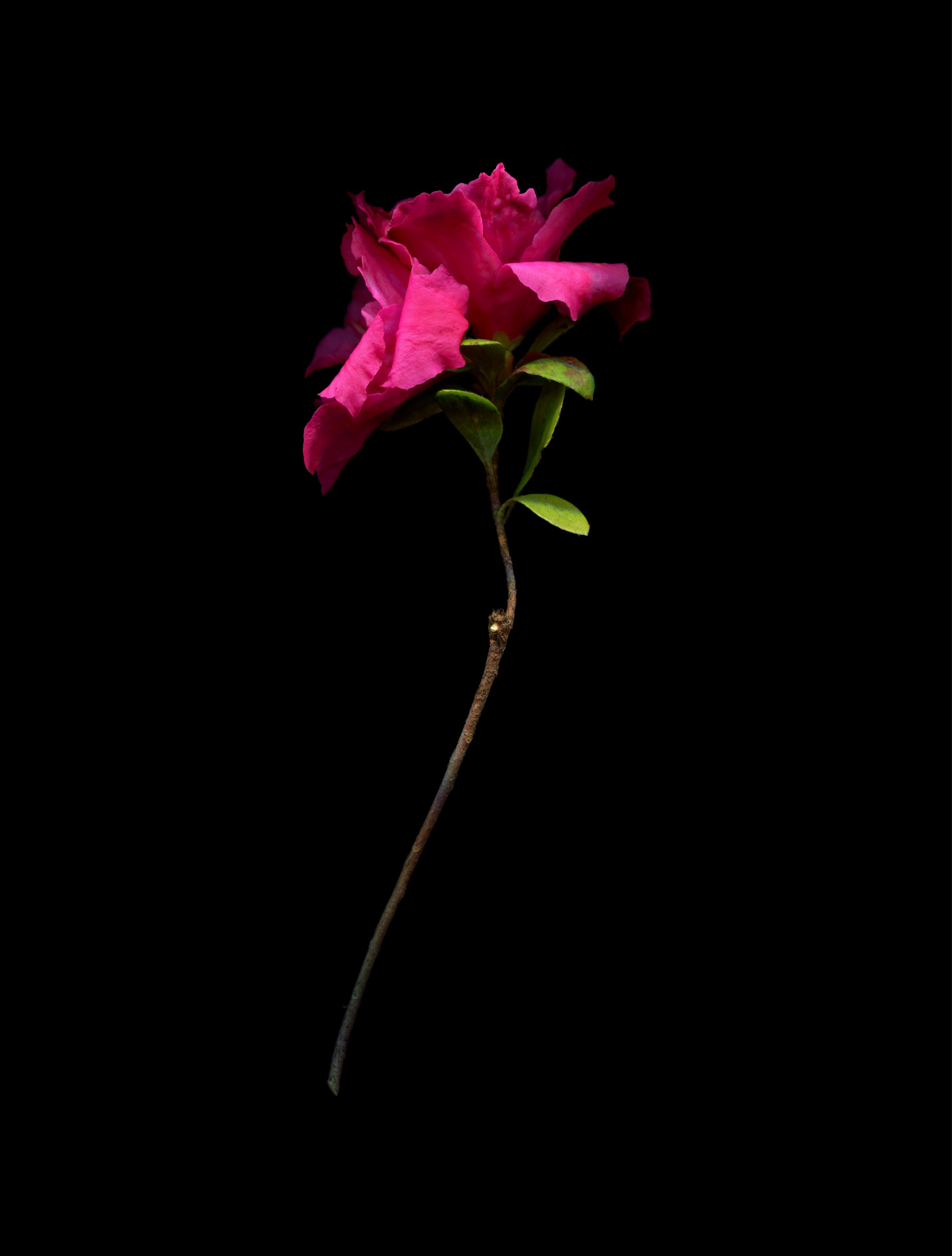 pink azalea resize.jpg