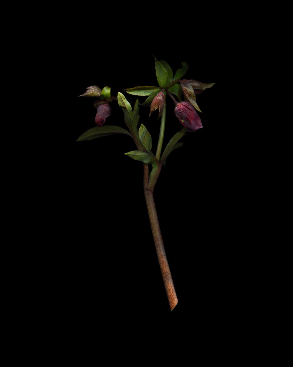hellebores 2025.2.14 for web.jpg