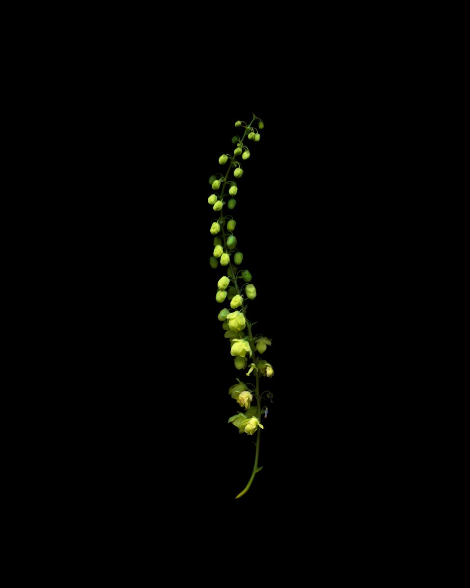 Mahonia2 2025.1.15 for web.jpg
