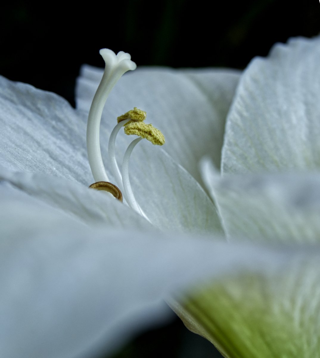 White amaryllis for web.jpg