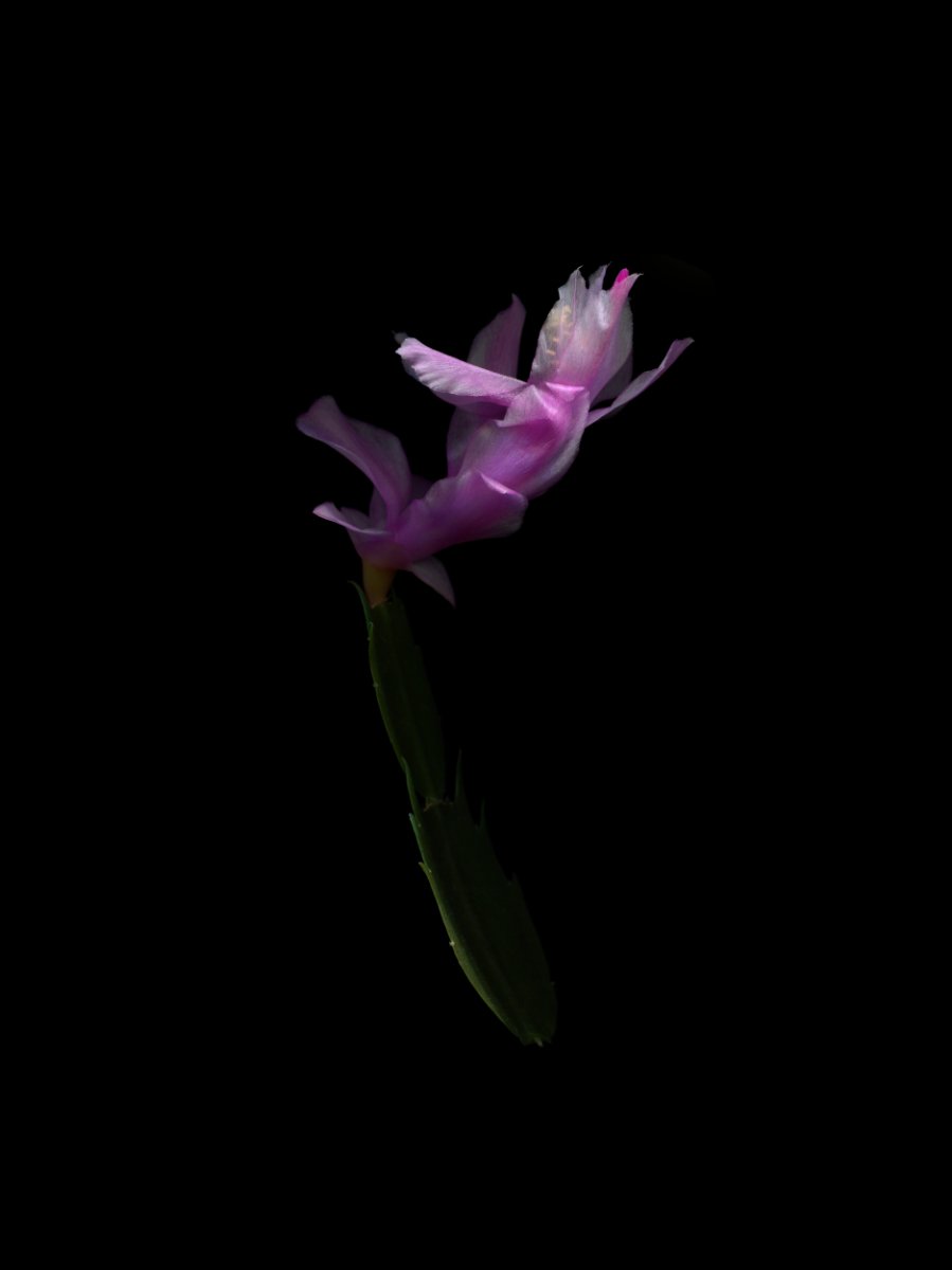 Chrsitmas cactus 2024.12.2 for web.jpg
