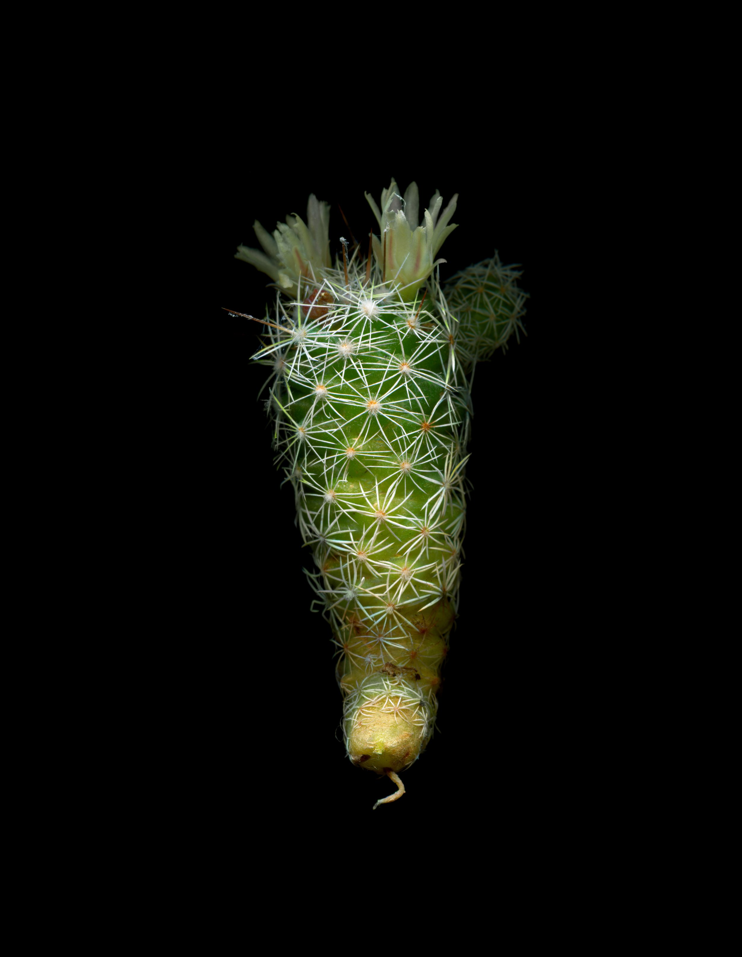 cactus white flower for website.jpg