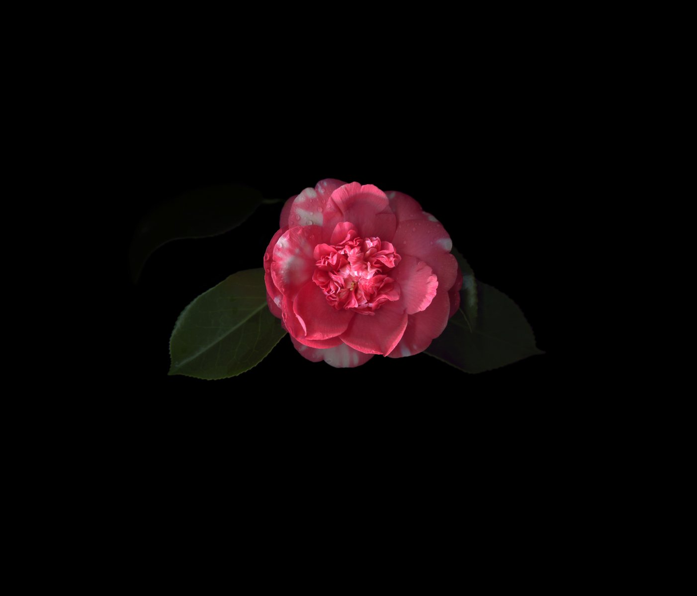 variegated cam for web.jpg