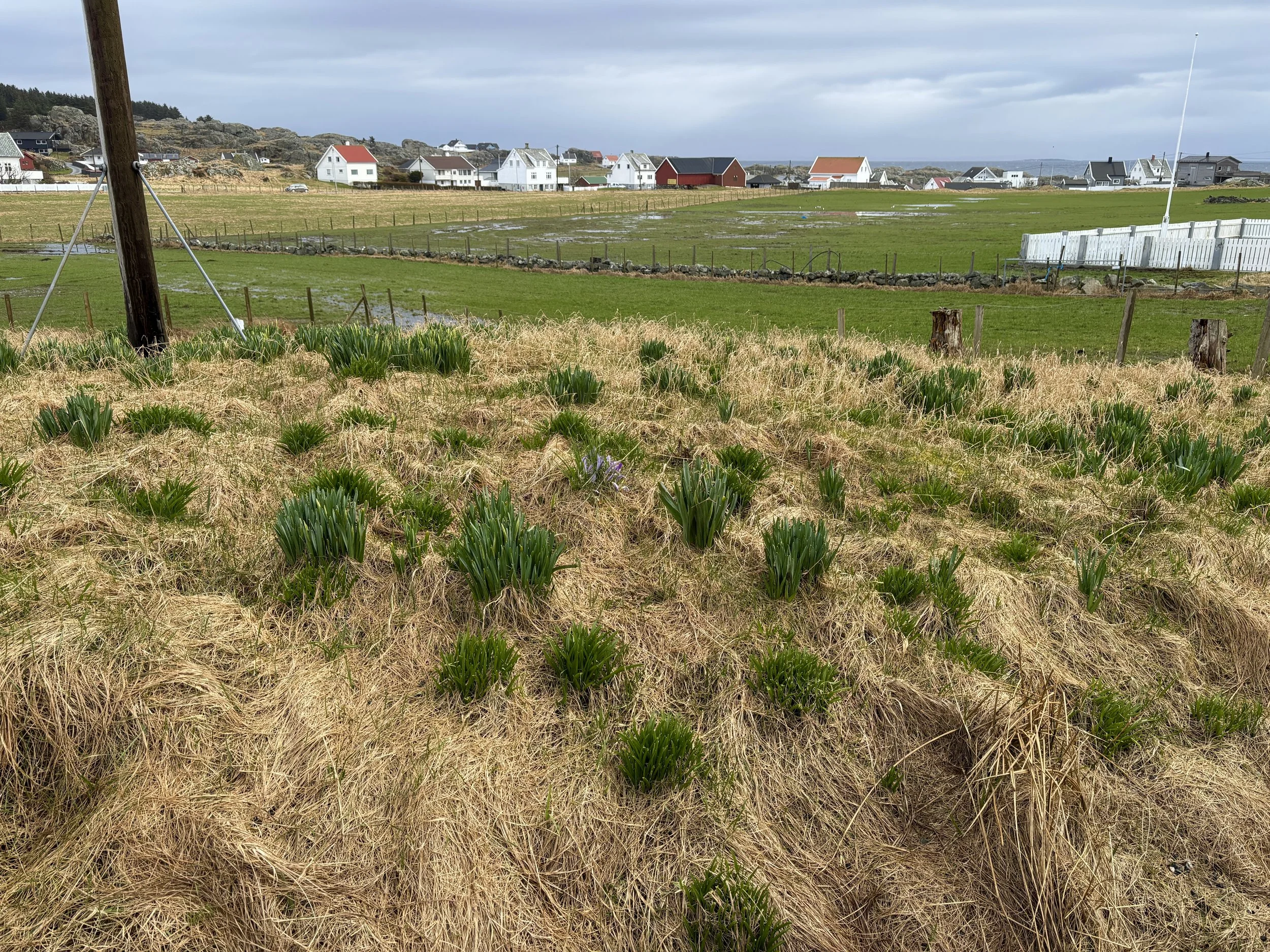 hage uten blomstring.jpg