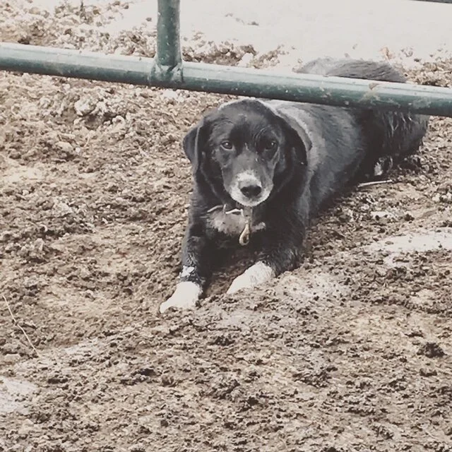 cow dog