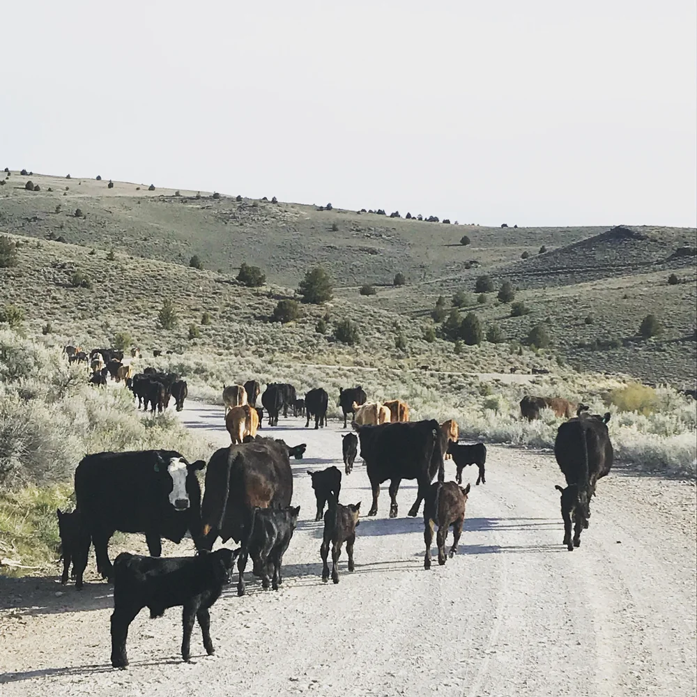 Cattle Grazing Permit — CIRCLE BAR BEEF California Ranch Raised Beef