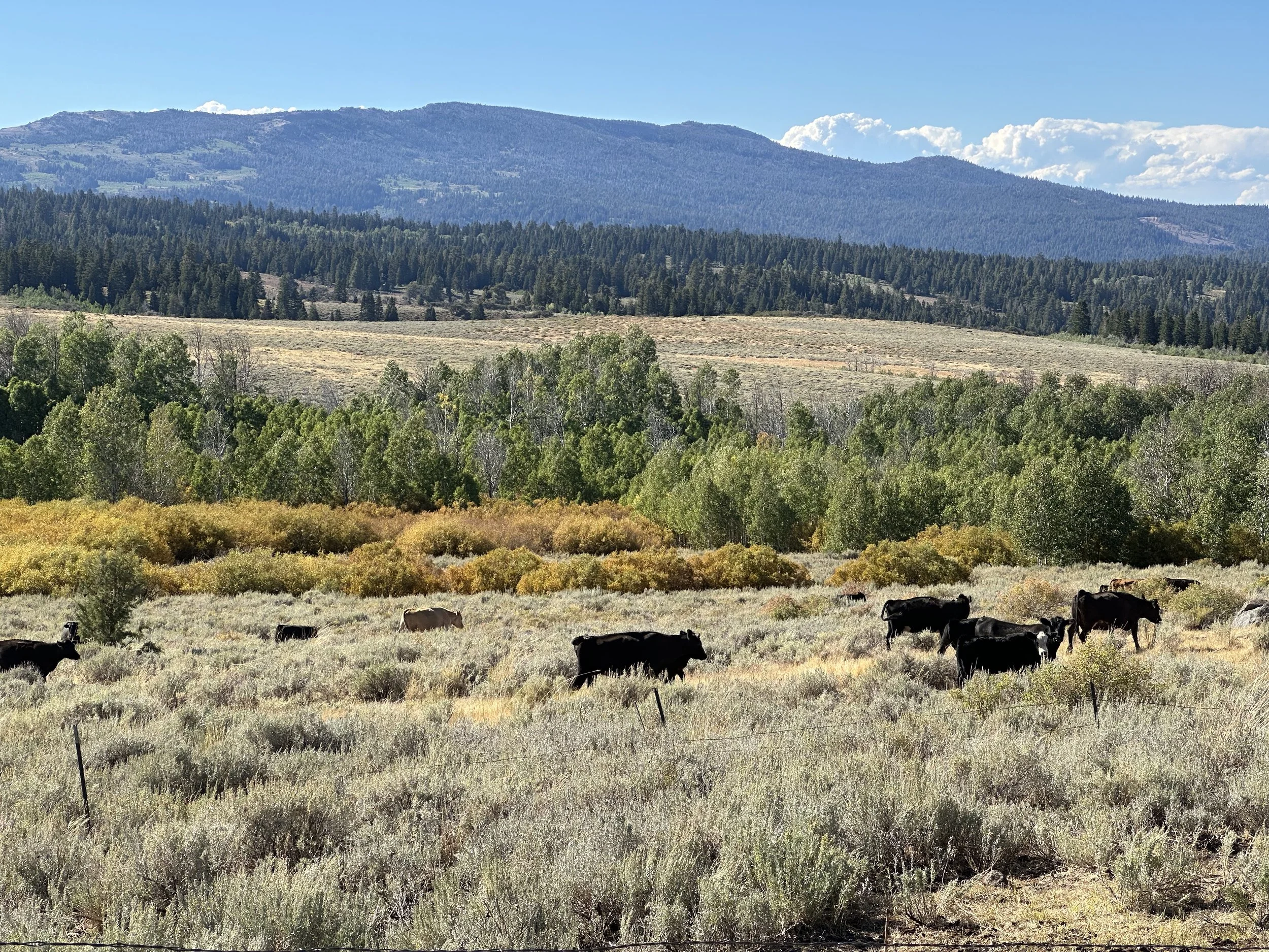 Grazing, we need some help with this fight.