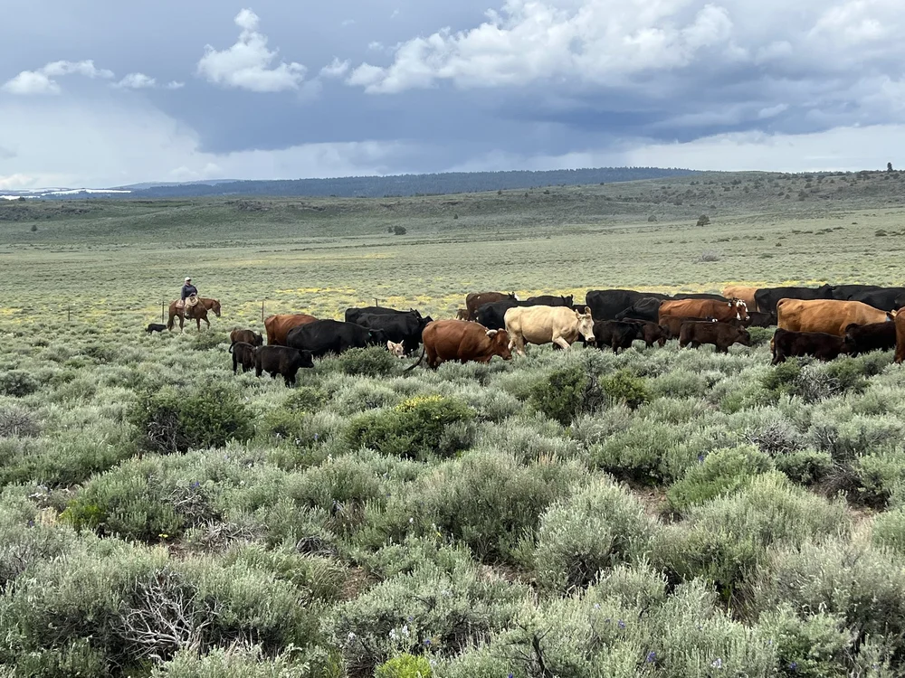 Grazing Practices & Climate — CIRCLE BAR BEEF | California Ranch Raised ...
