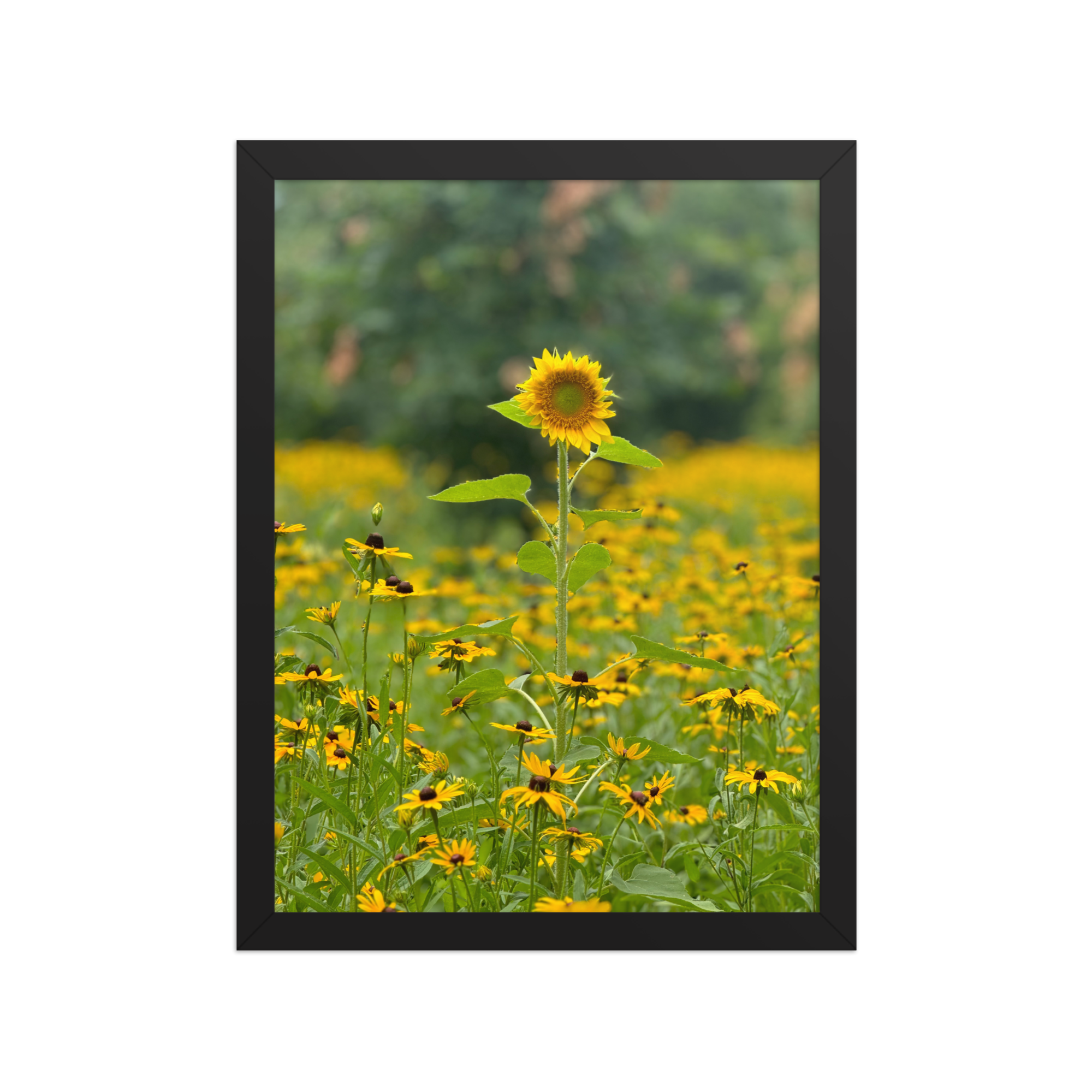 enhanced-matte-paper-framed-poster-(in)-black-12x16-front-6872eafe99e26.png