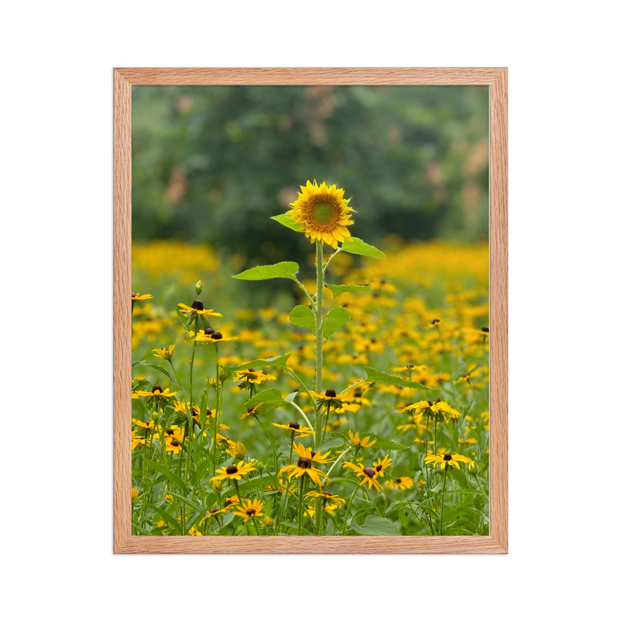 enhanced-matte-paper-framed-poster-(in)-red-oak-16x20-front-6872eafe9a06e.png
