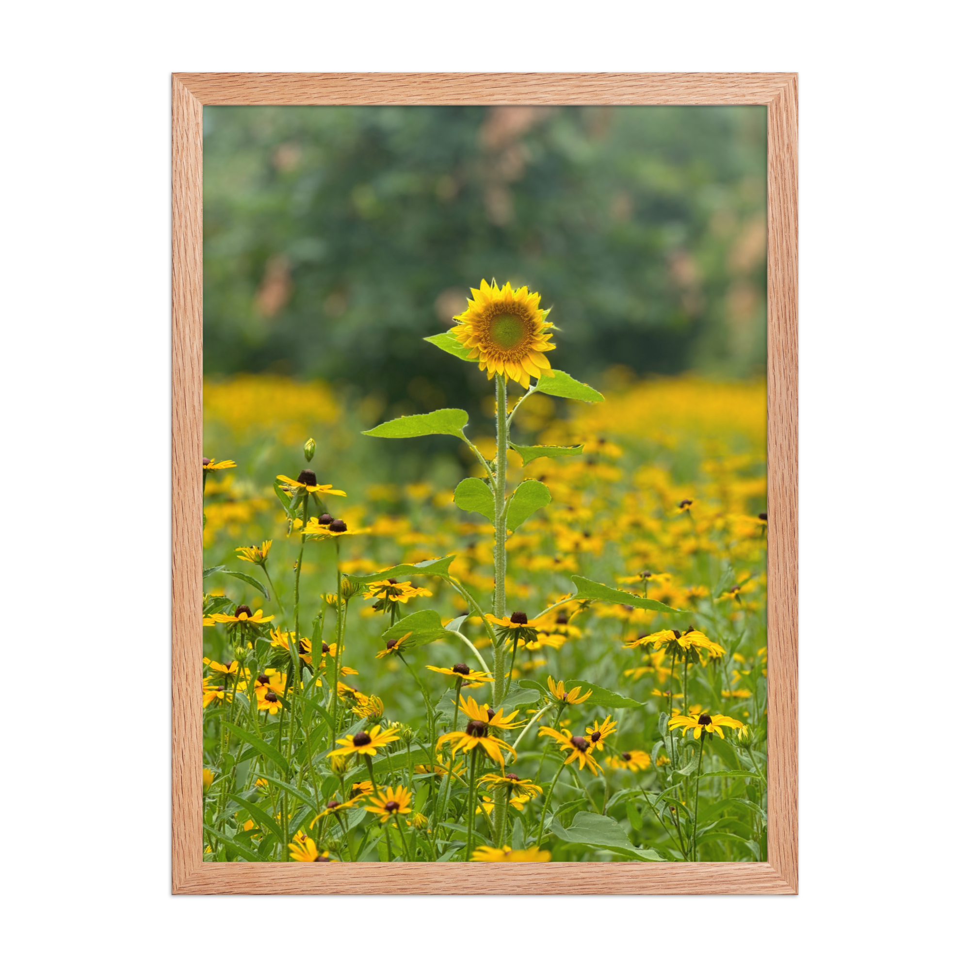 enhanced-matte-paper-framed-poster-(in)-red-oak-18x24-front-6872eafe9a0fc.png