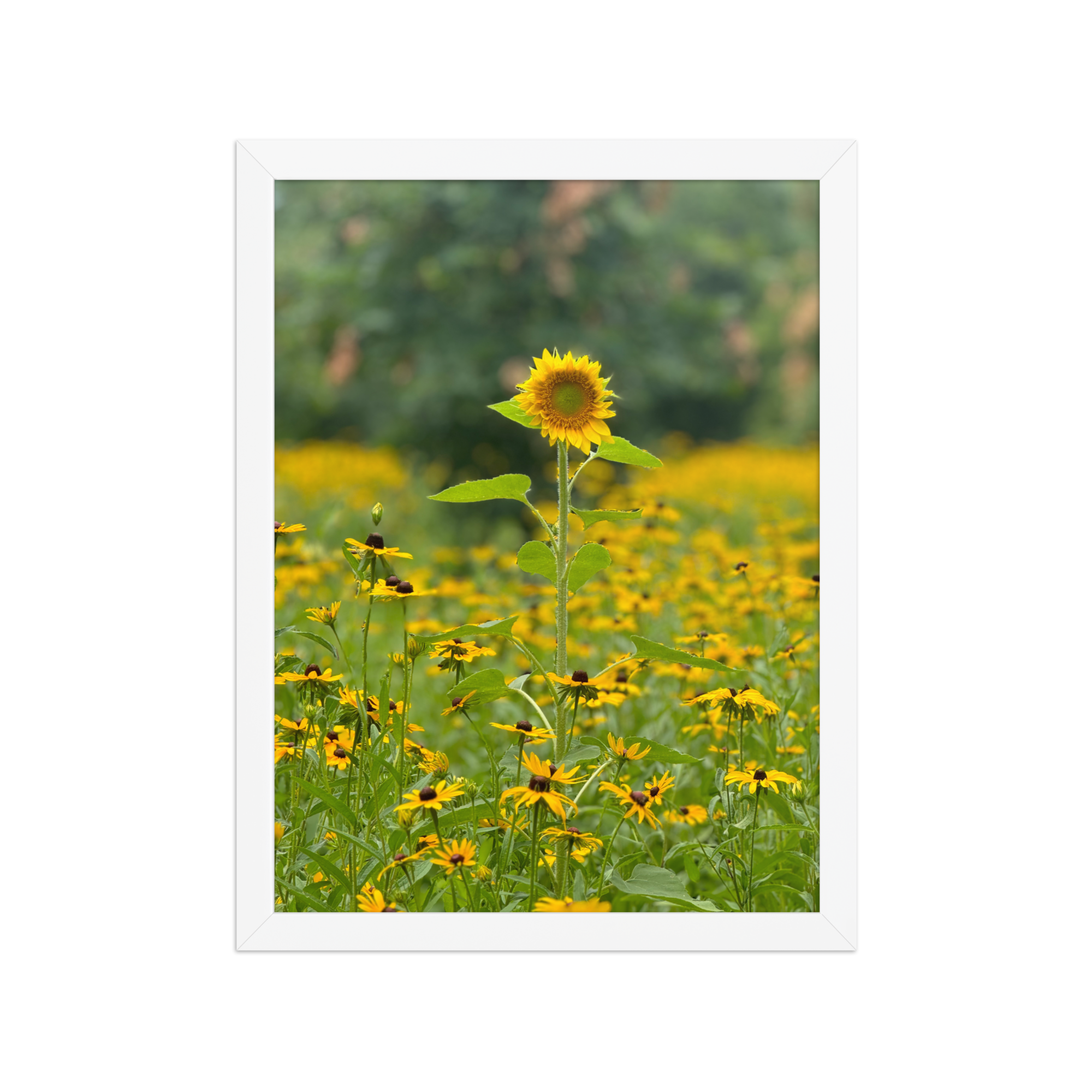 enhanced-matte-paper-framed-poster-(in)-white-12x16-front-6872eafe9a192.png