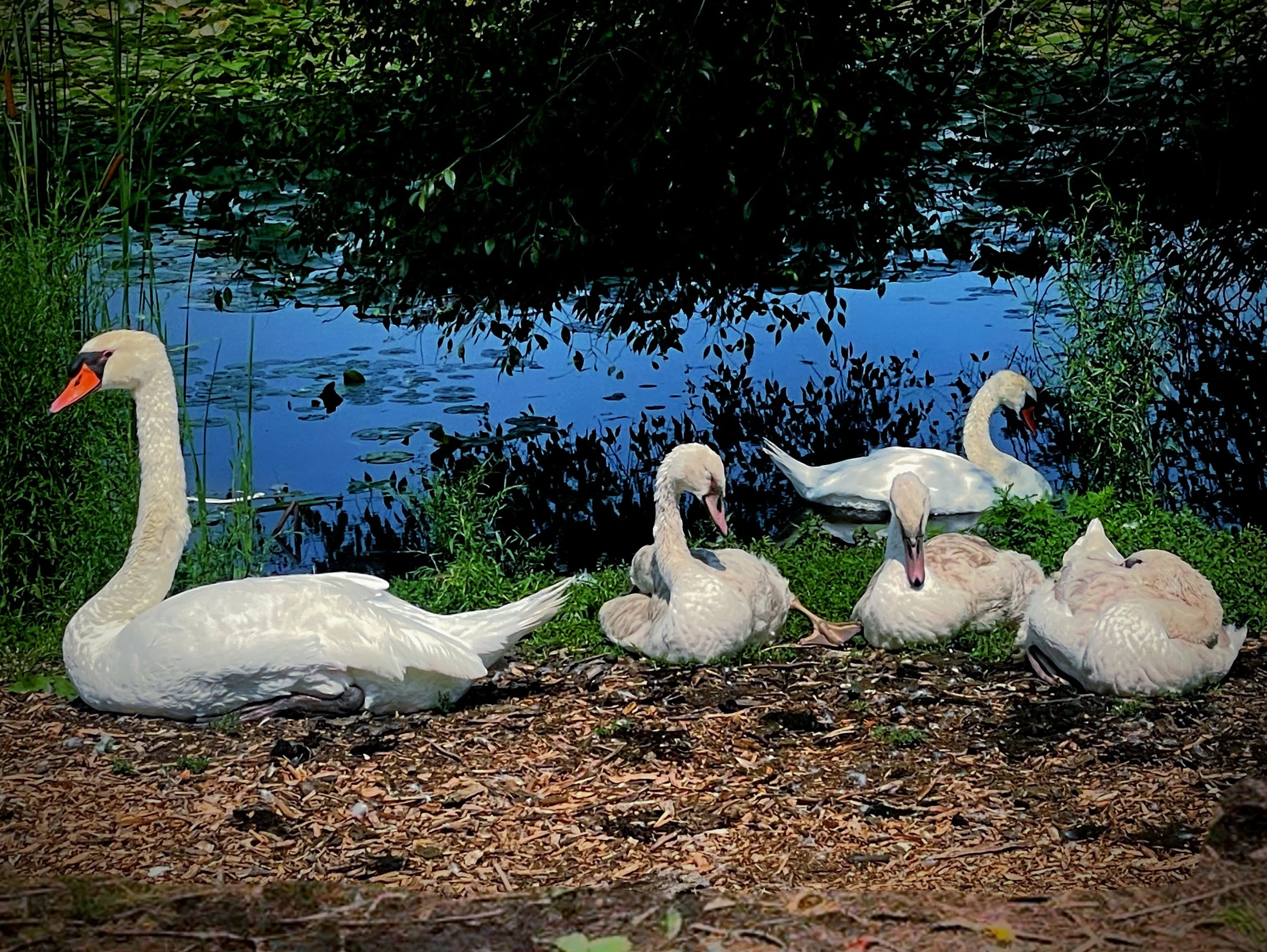 Five swans resting near a pond with lush green vegetation around.