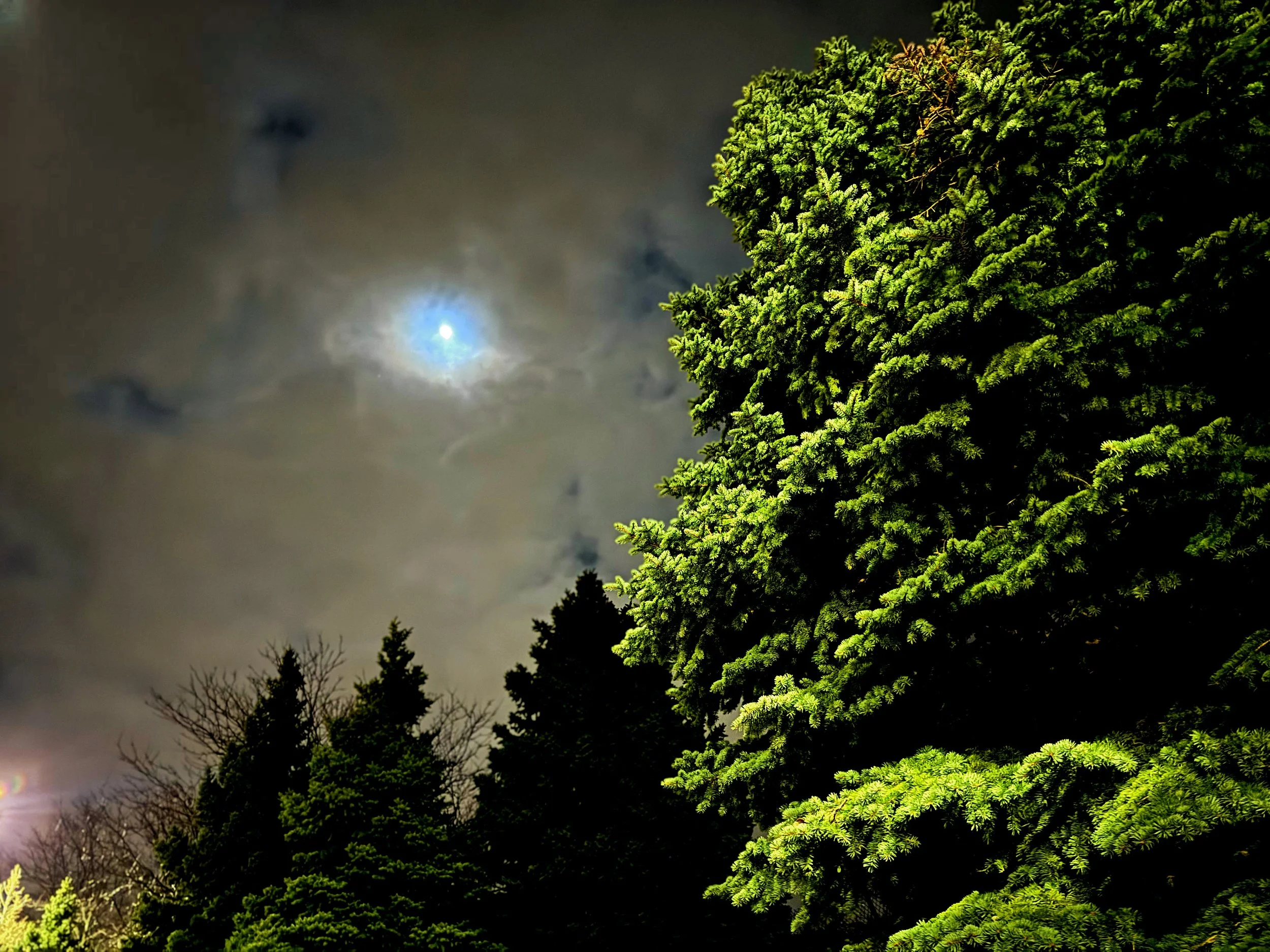 Moonlit Call