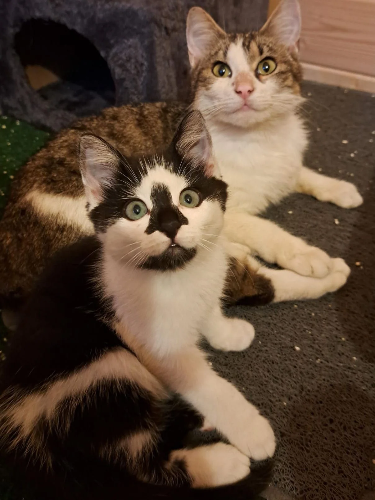Katzen3.JPG
